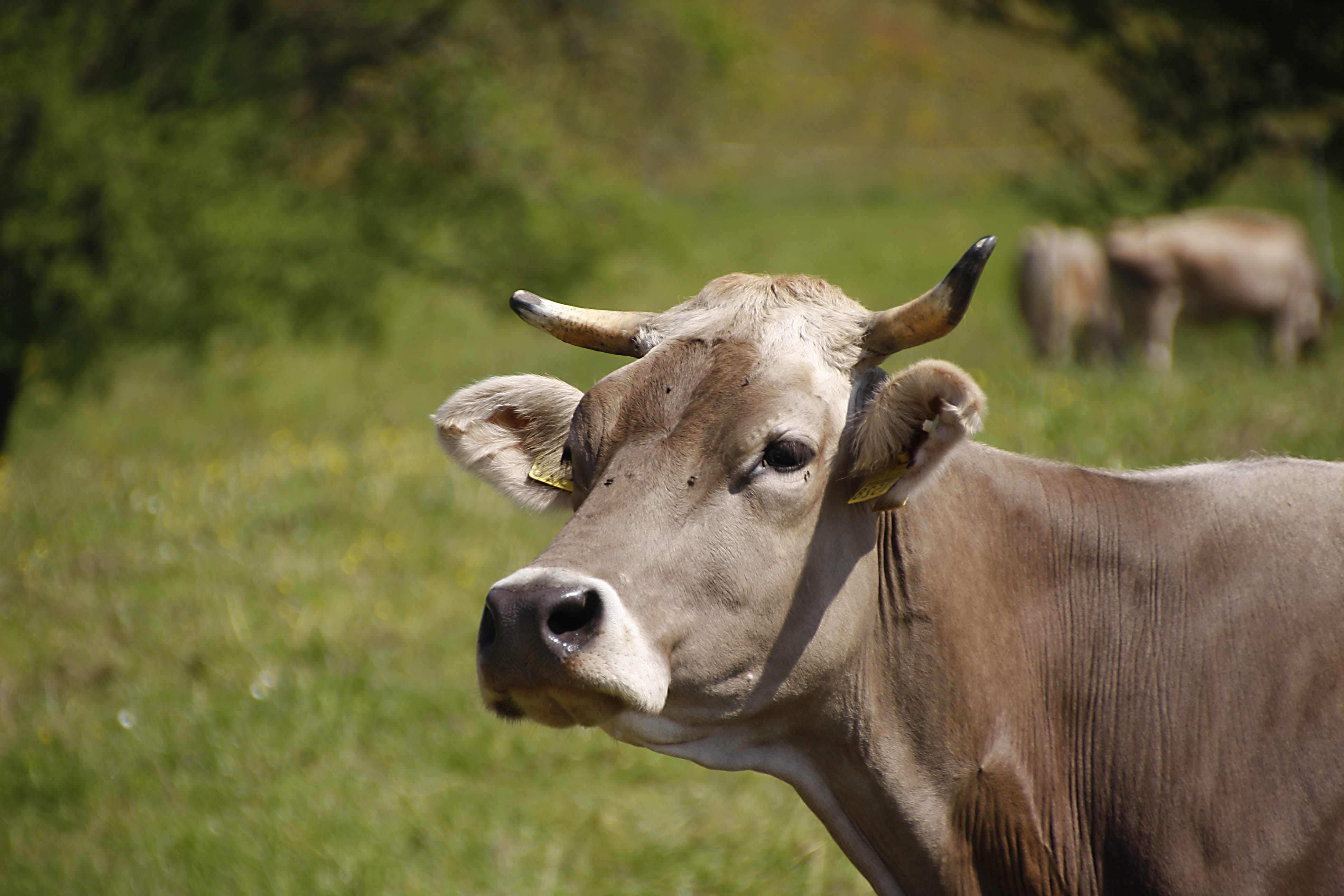nature, plant, day, animal wildlife, pets, horned, focus on foreground, cow, grass, livestock, agriculture, mammal, outdoors, Milk Cow, animal themes, meadow, HD Wallpaper