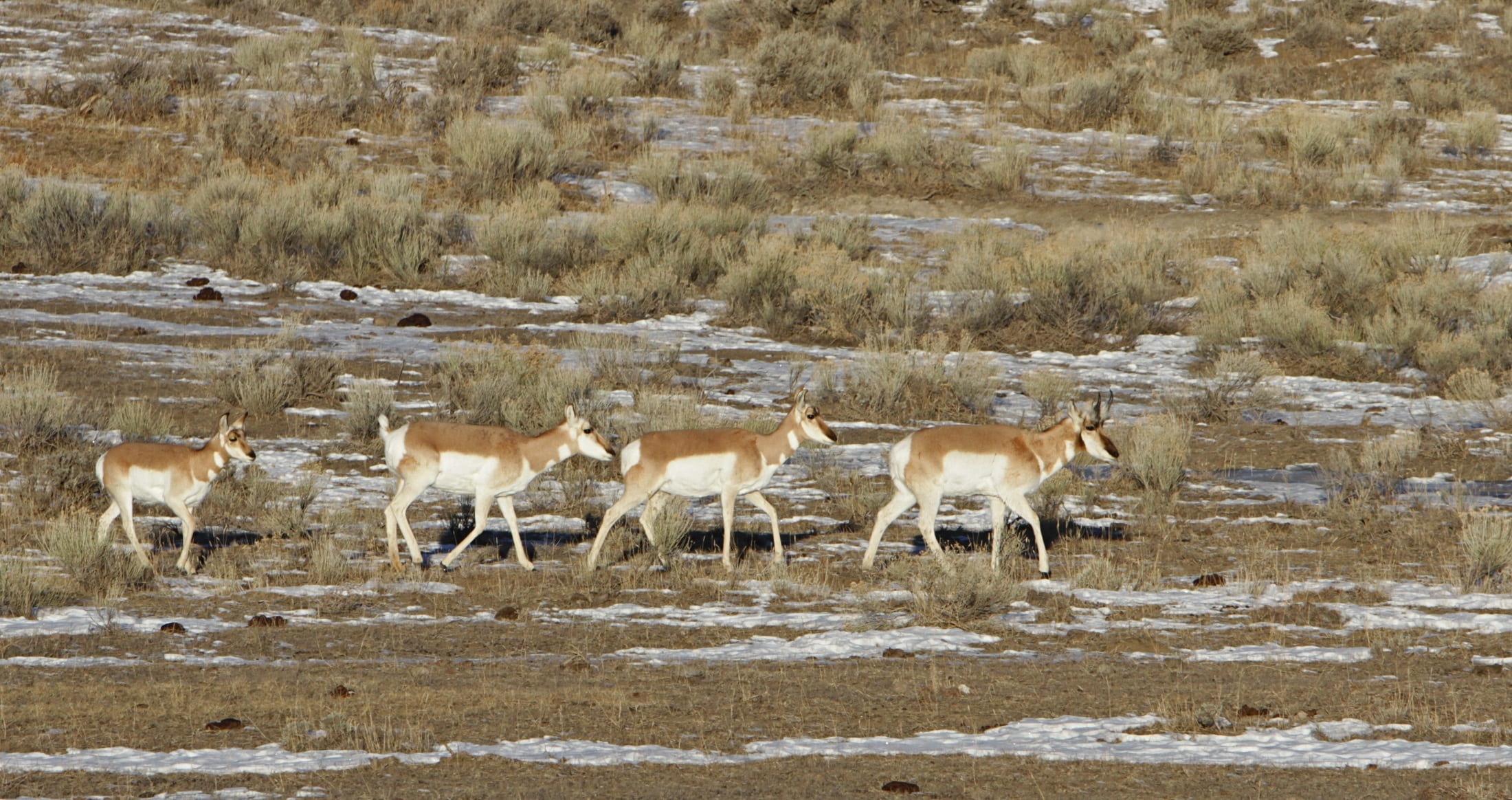 looking, group of animals, plant, livestock, montana, vertebrate, wildlife, walking, pronghorn, antilocapra americana, herd, snow, yellowstone national park, HD Wallpaper