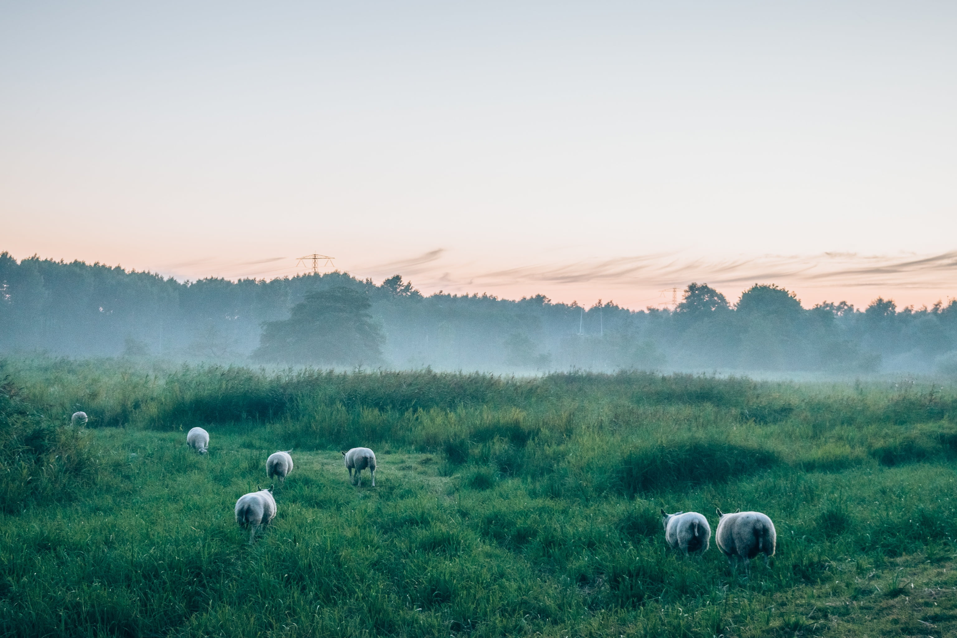2K, nature, livestock, herd, domestic animals, group of animals, field, animals, no people, scenics, lawn, outdoors, rural scene, seven, landscape, green, HD Wallpaper