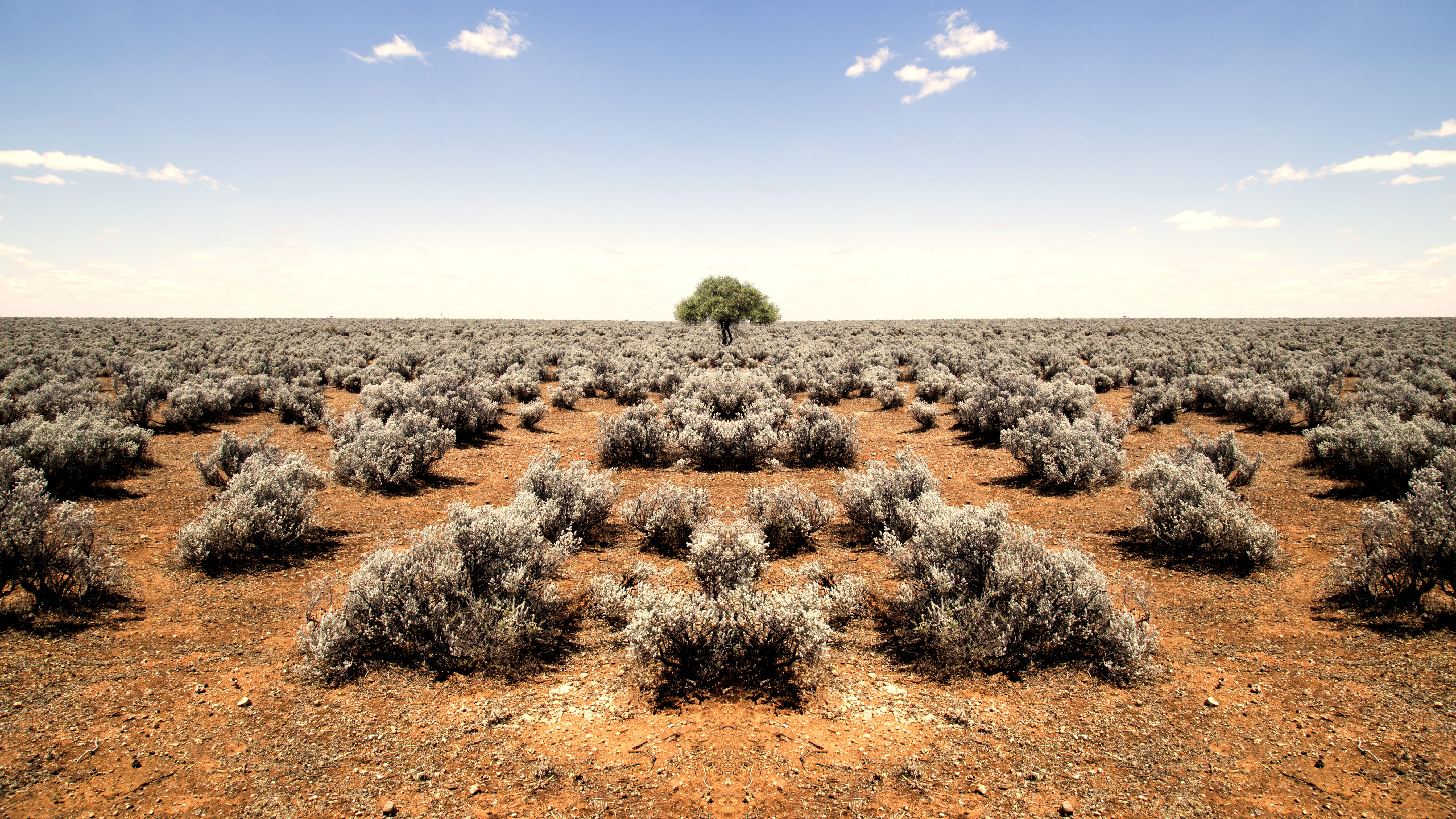 sky, arid climate, desert, semi-arid, large group of animals, rock - object, beauty in nature, green tree, tree, area, scenics - nature, blue, environment, HD Wallpaper