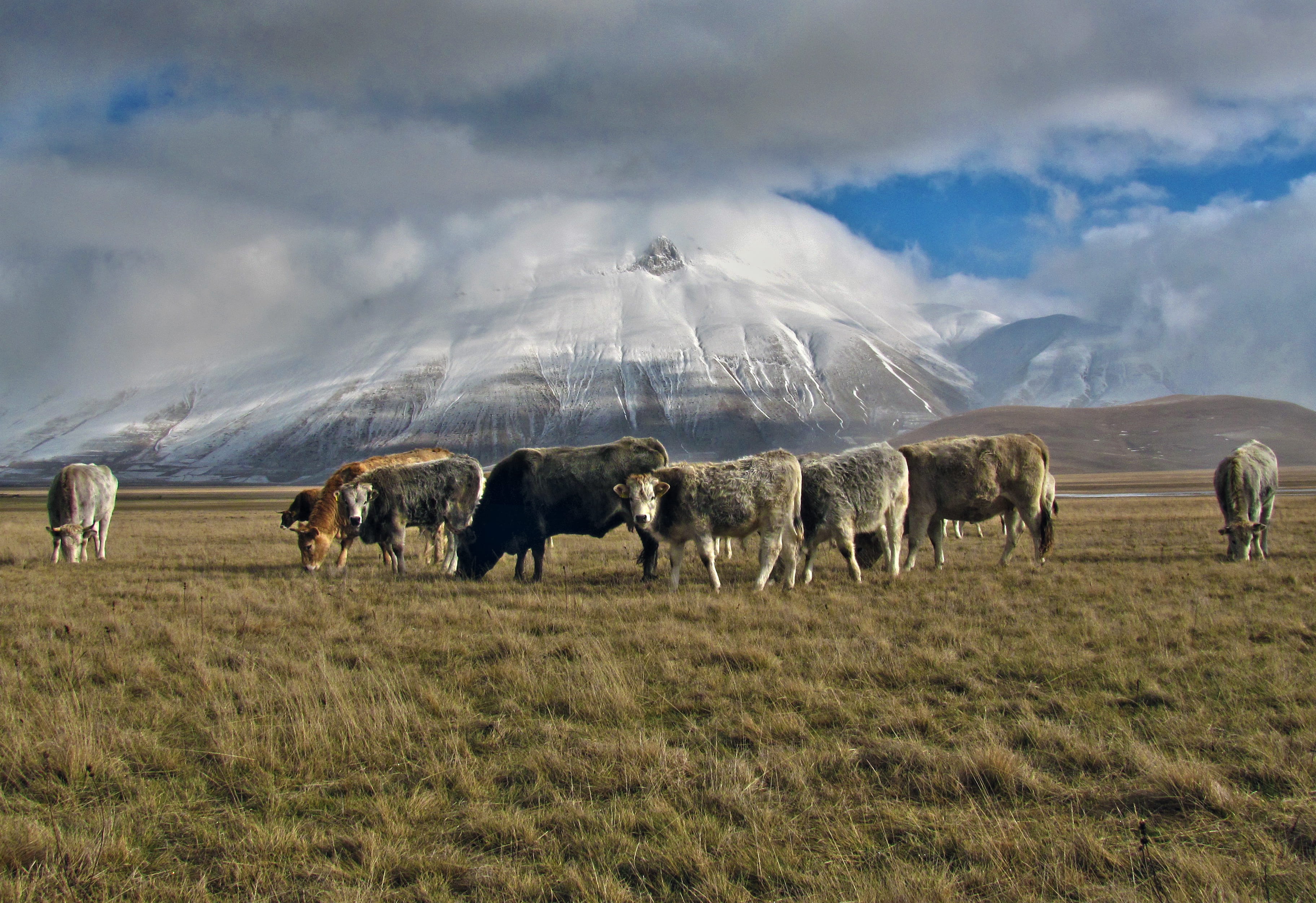 2K, grazing, cow, cloud - sky, group Of Animals, herd, herbivorous, flock Of Sheep, rural Scene, vertebrate, environment, domestic, animal themes, meadow, HD Wallpaper