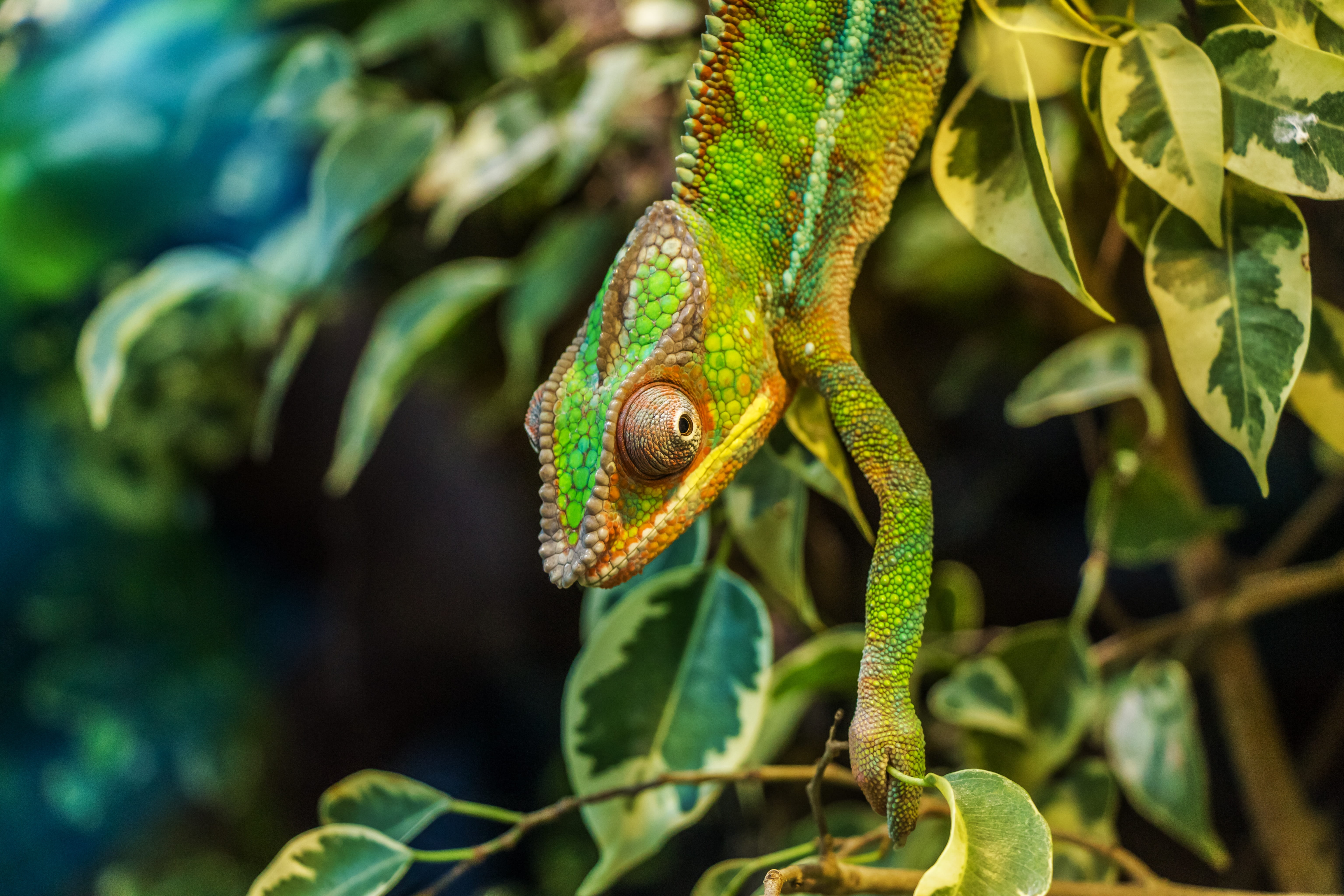 reptilia, reptile, lizard, plant part, inch, animal wildlife, close-up, tropical rainforest, chameleon, one animal, vertebrate, hiding from, outdoors, tree, HD Wallpaper