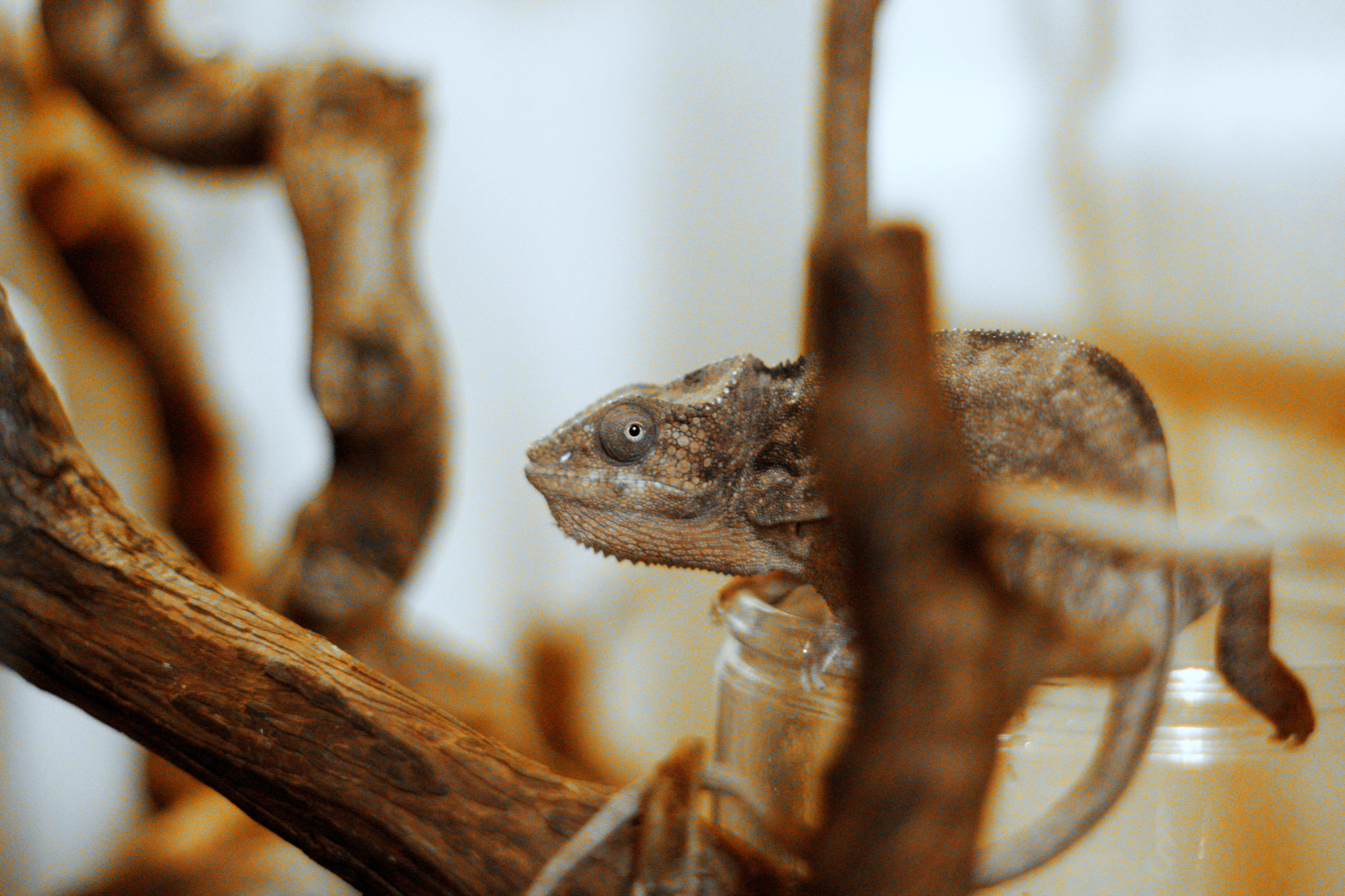 brown, bearded dragon, close-up, pet, day, wild, 5K, furcifer pardalis, branch, tree, nature, plant, outdoors, animals in the wild, selective focus, focus on foreground, HD Wallpaper