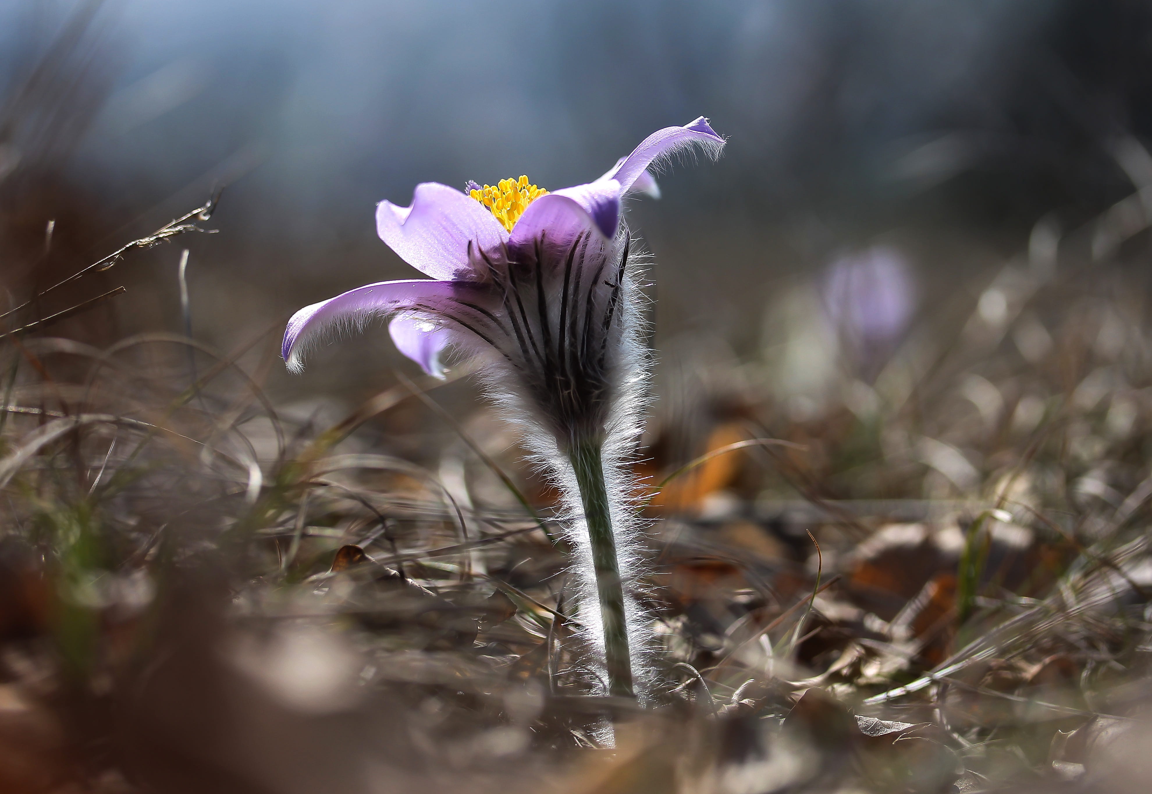 flower head, freshness, spring flower, inflorescence, Pulsatilla Grandis, no people, fragility, petal, uncultivated, purple flower, flowering plant, selective focus, HD Wallpaper