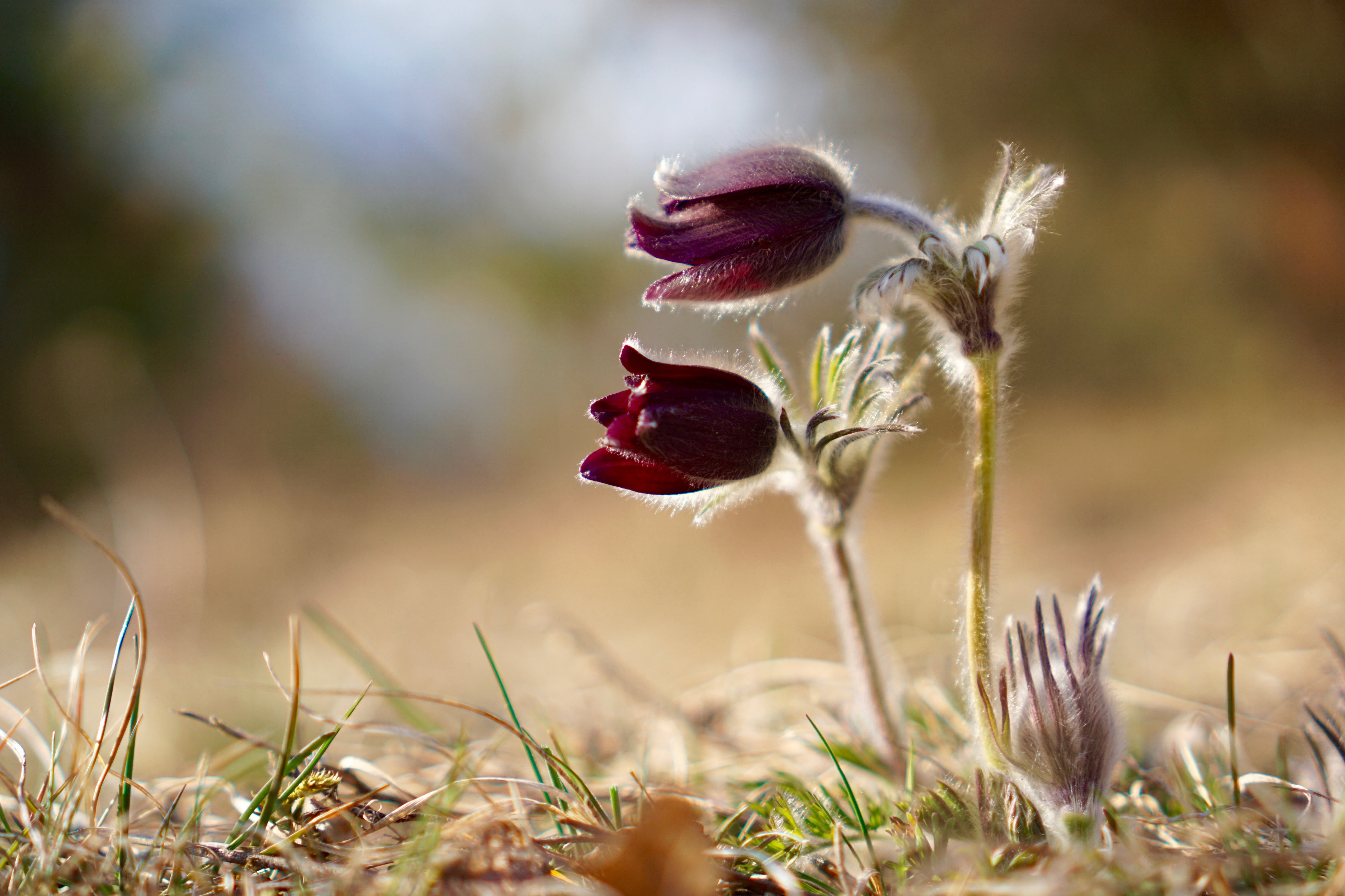 close, land, summer, springtime, pasqueflower, flowers, freshness, close-up, nature, 5K, day, focus on foreground, pulsatilla vulgaris, no people, outdoors, HD Wallpaper