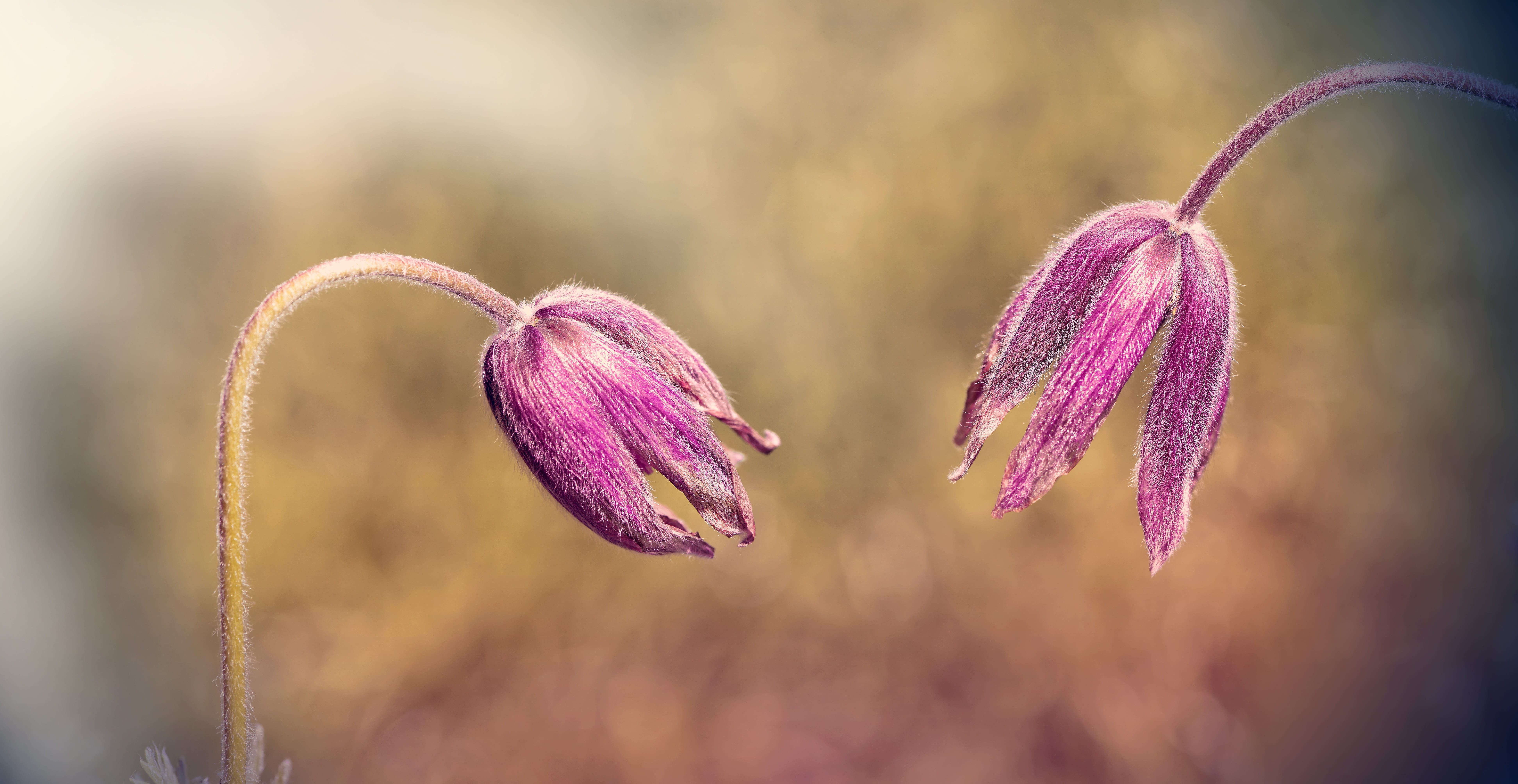 purple, growth, flower head, petaled, selective focus, light, 8K, ranunculaceae, focus on foreground, plant, photography, flower, spring flower, outdoors, HD Wallpaper
