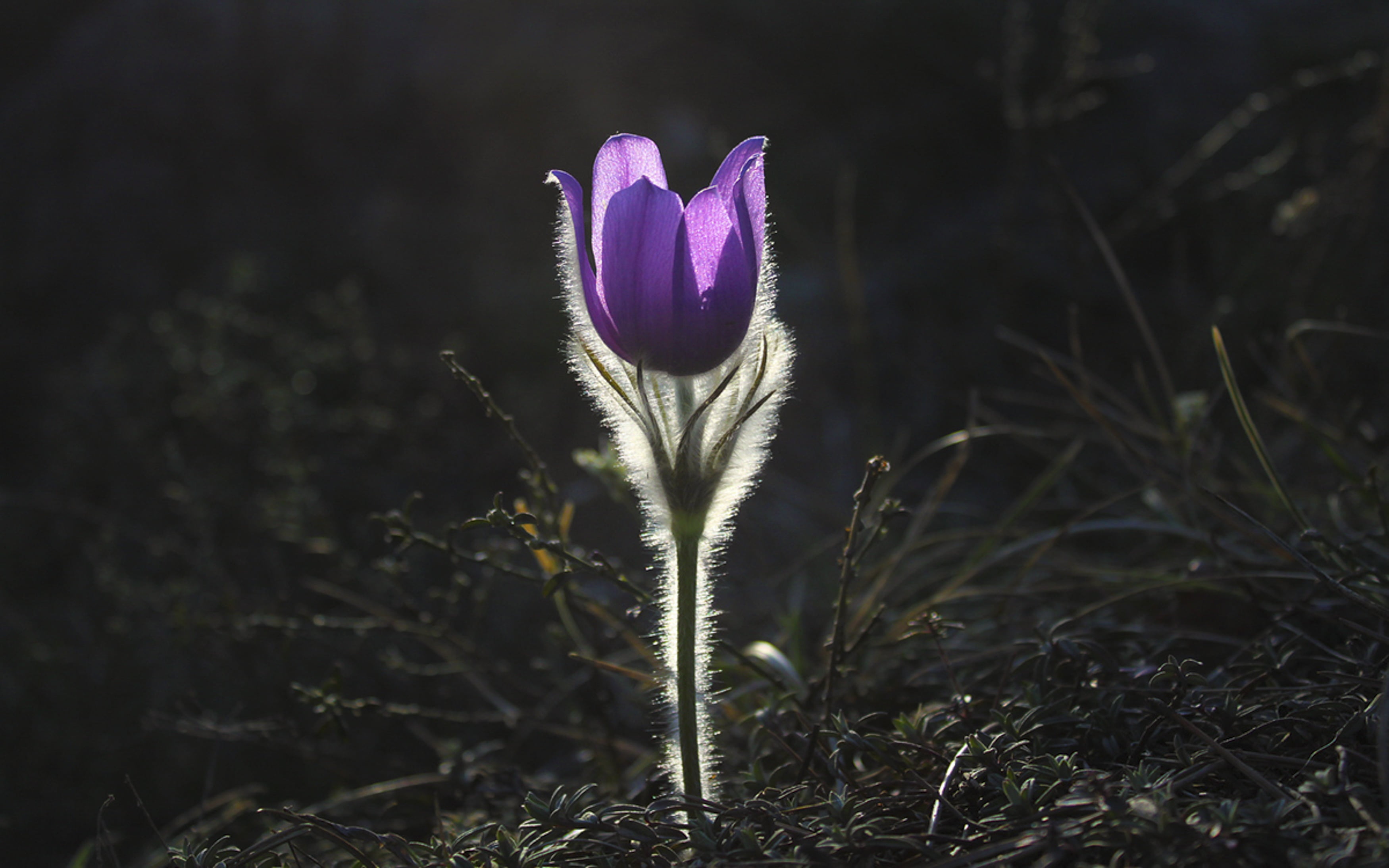 purple, leaf, sunlight, flower Head, freshness, no People, macro, sepal, green Color, meadow, wildflower, selective focus, pasque, grass, rural Scene, season, HD Wallpaper