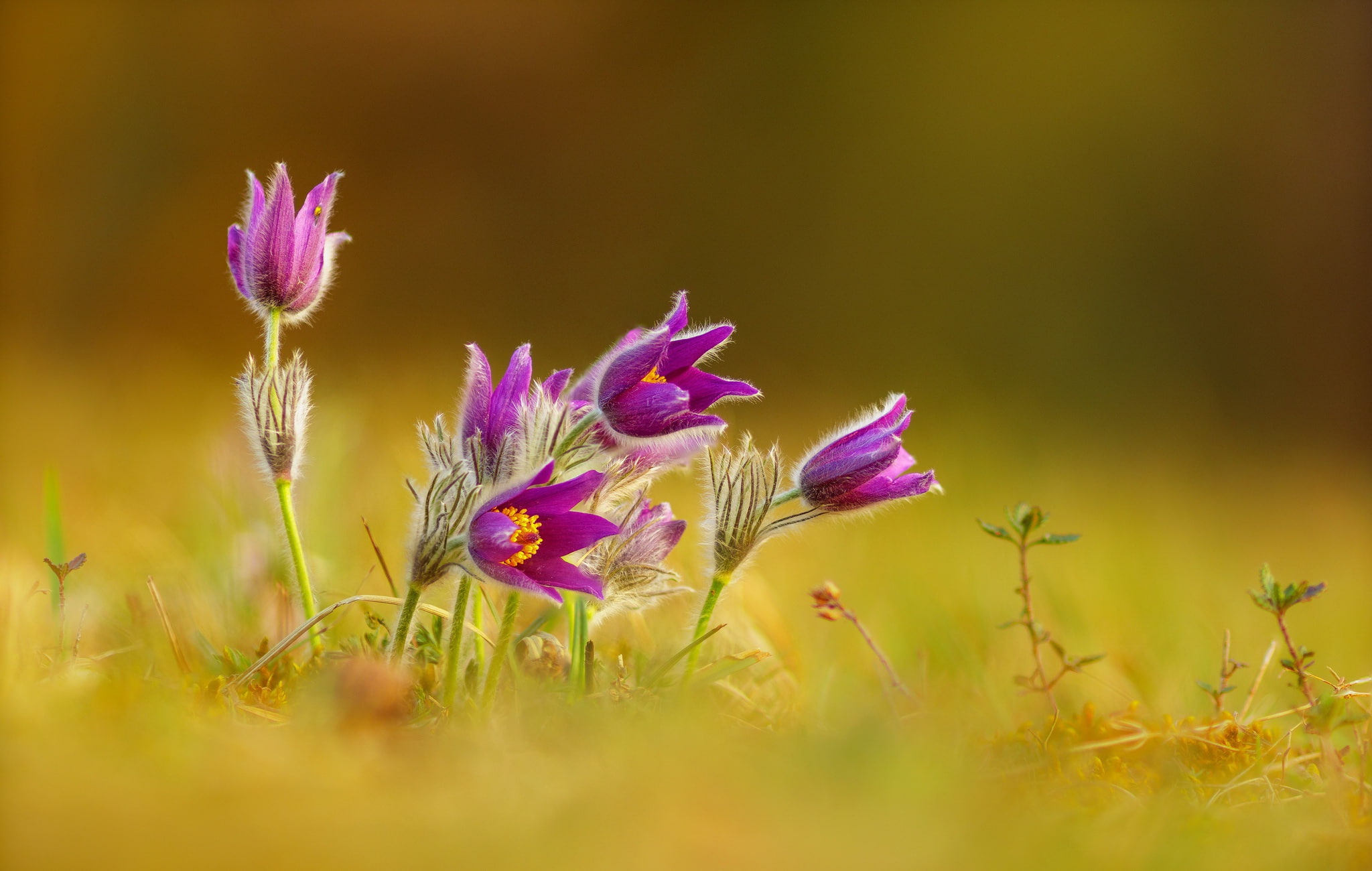 Purple Flower, 1080P, Nature, Pulsatilla, Close-Up, Flower, Flowers, HD Wallpaper