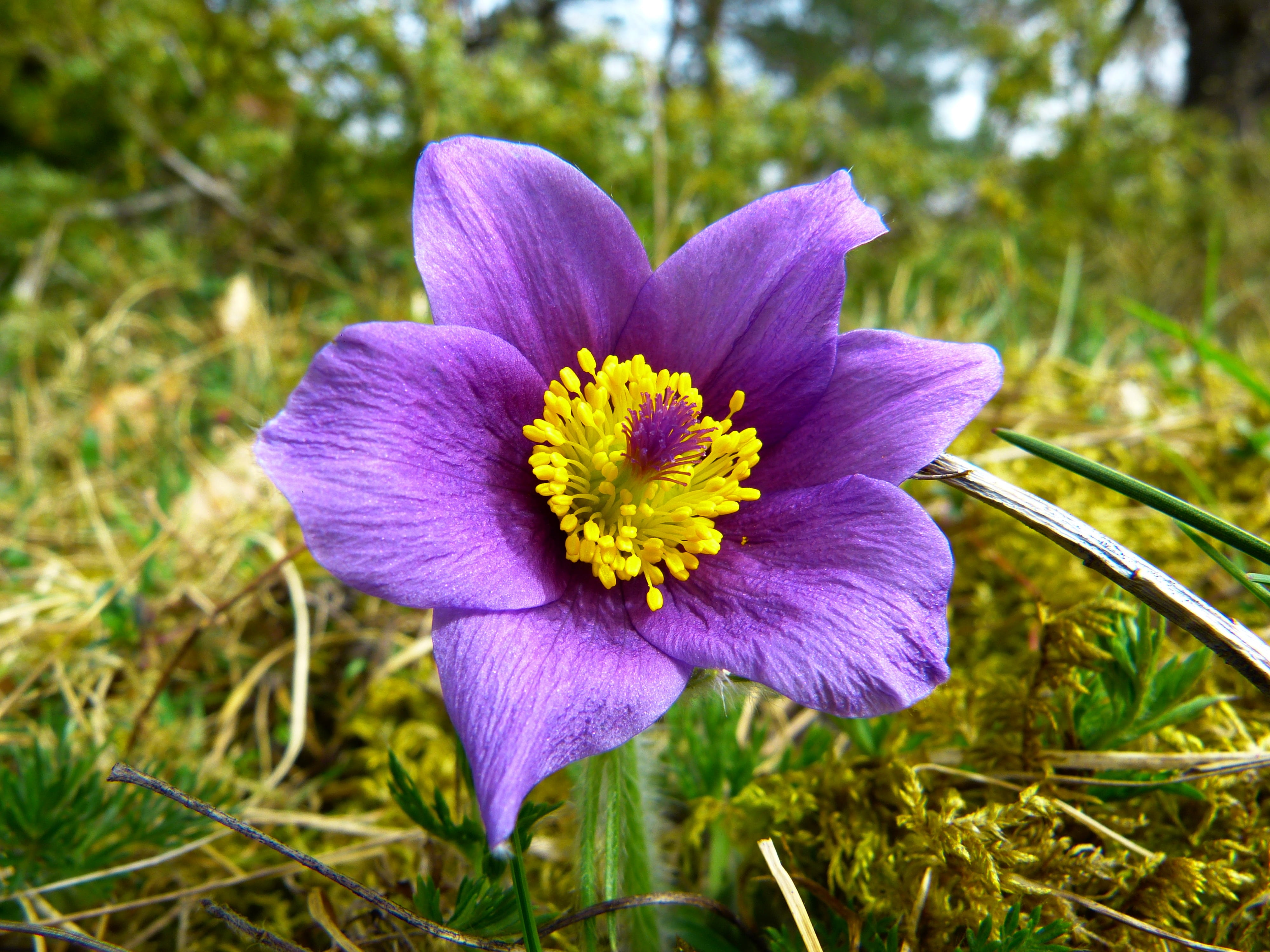 growth, blue, nature, no people, plant, crocus, pasque flower, vulnerability, flower, spring, outdoors, pulsatilla vulgaris, summer, petal, common pasque flower, HD Wallpaper