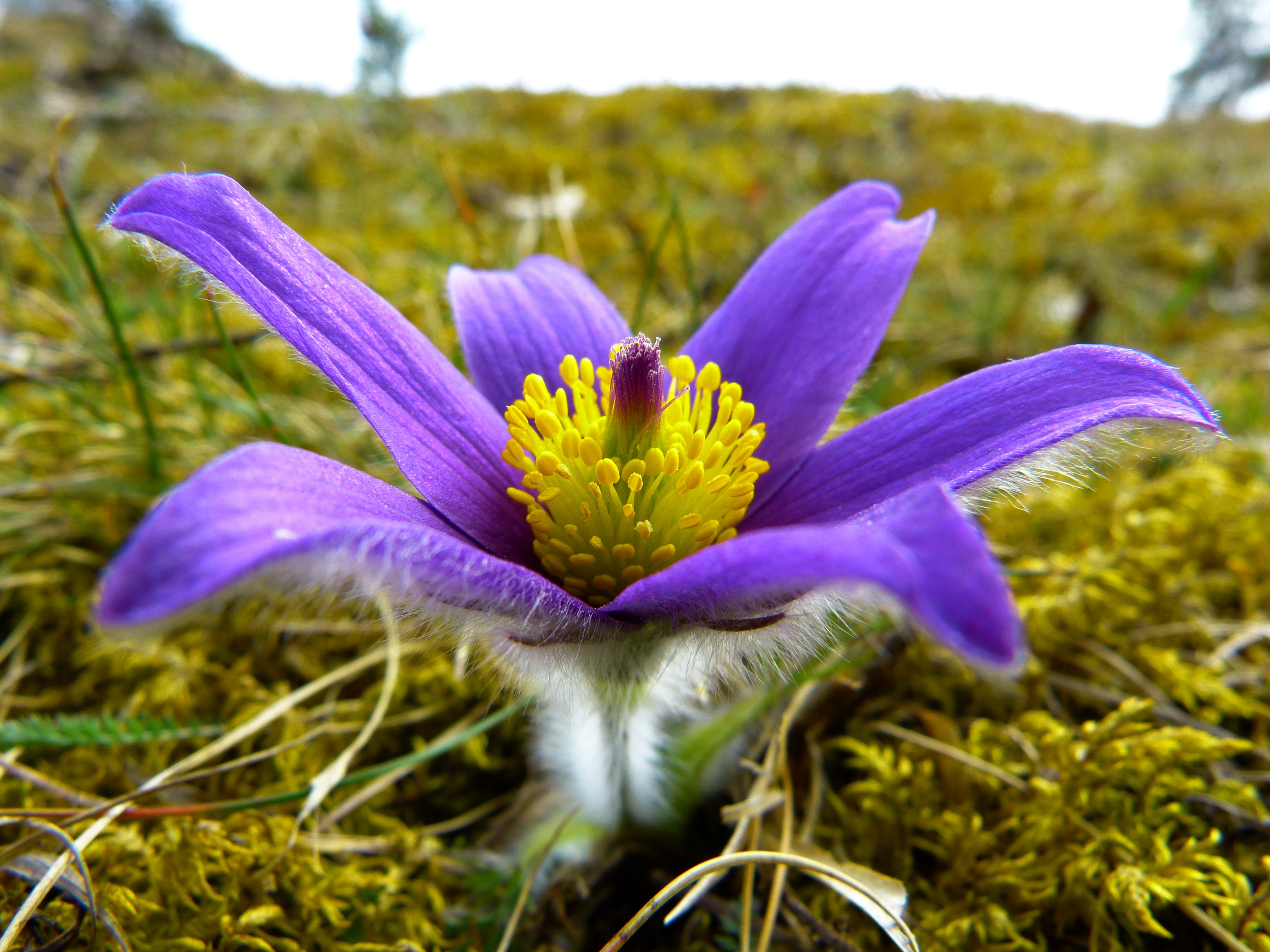 pulsatilla, spring, growth, common pasque flower, flower, beauty in nature, outdoors, land, pulsatilla vulgaris, 4K, inflorescence, plant, nature, fragility, HD Wallpaper