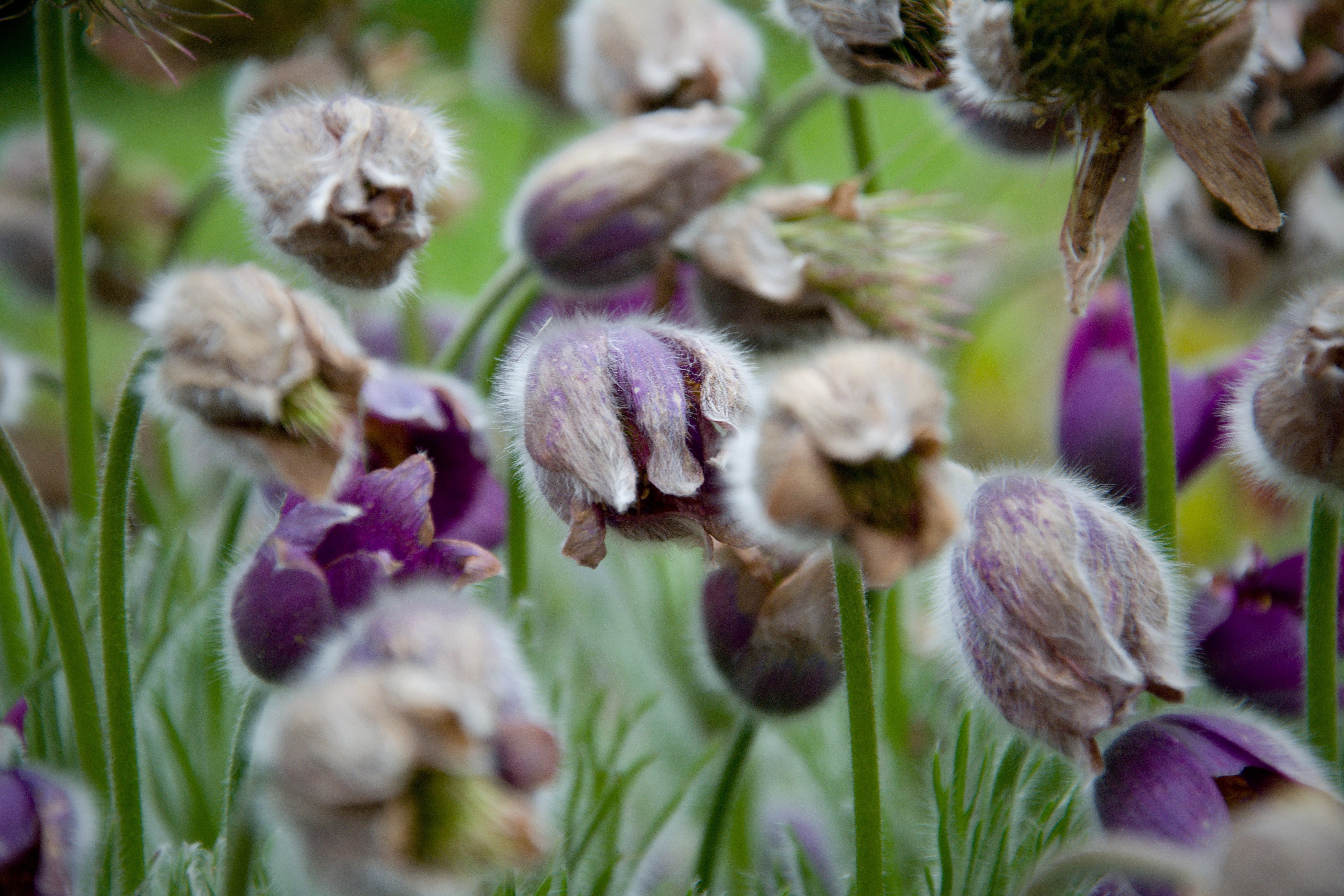 focus on foreground, bud, freshness, 5K, flower, purple, outdoors, plant stem, plant part, nature, growth, no people, flowering plant, fragility, flower head, HD Wallpaper