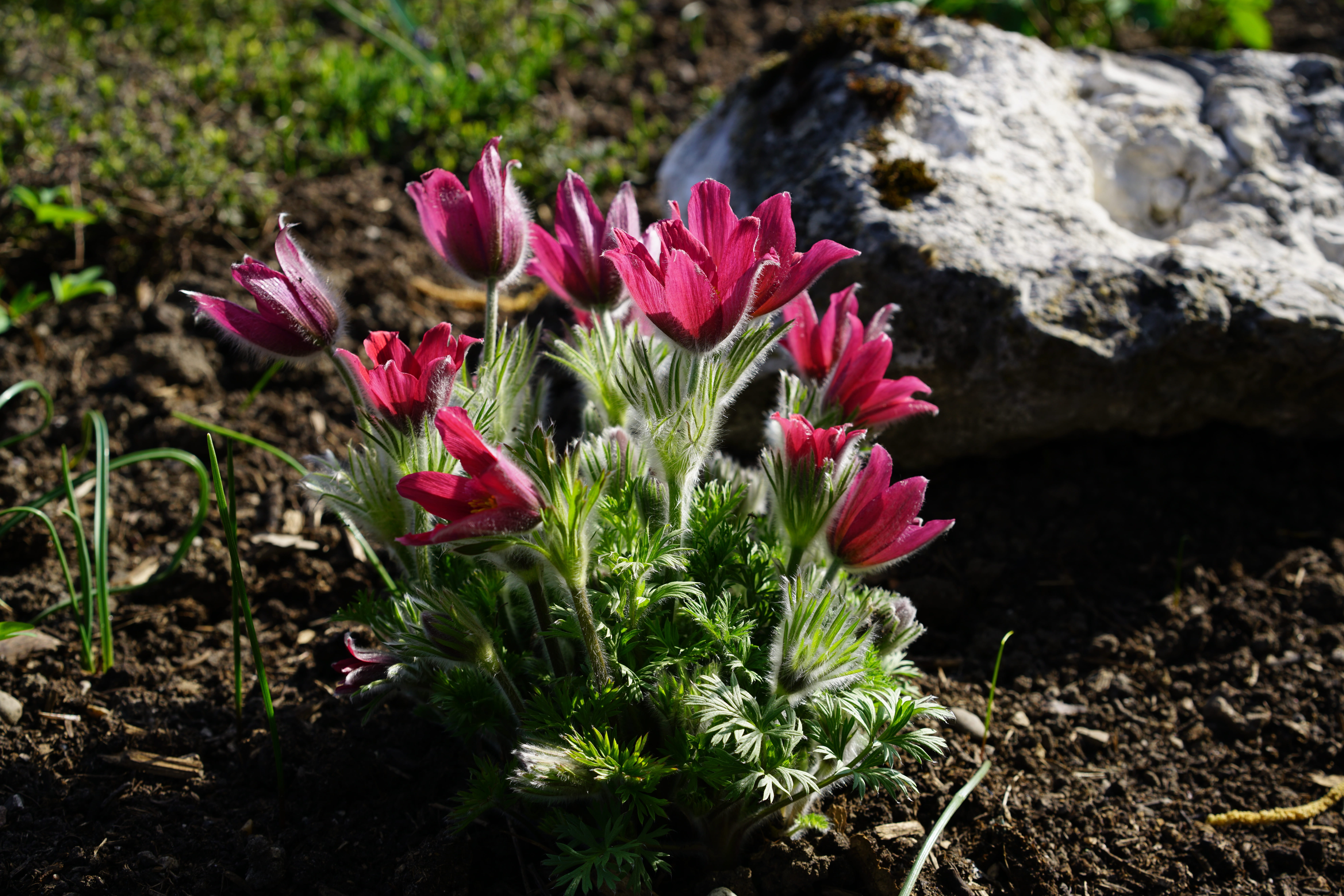 flower head, leaf, plant, 8K, fragility, bloom, flowering plant, nature, flowerbed, flower, close-up, freshness, growth, outdoors, beauty in nature, pulsatilla vulgaris, HD Wallpaper