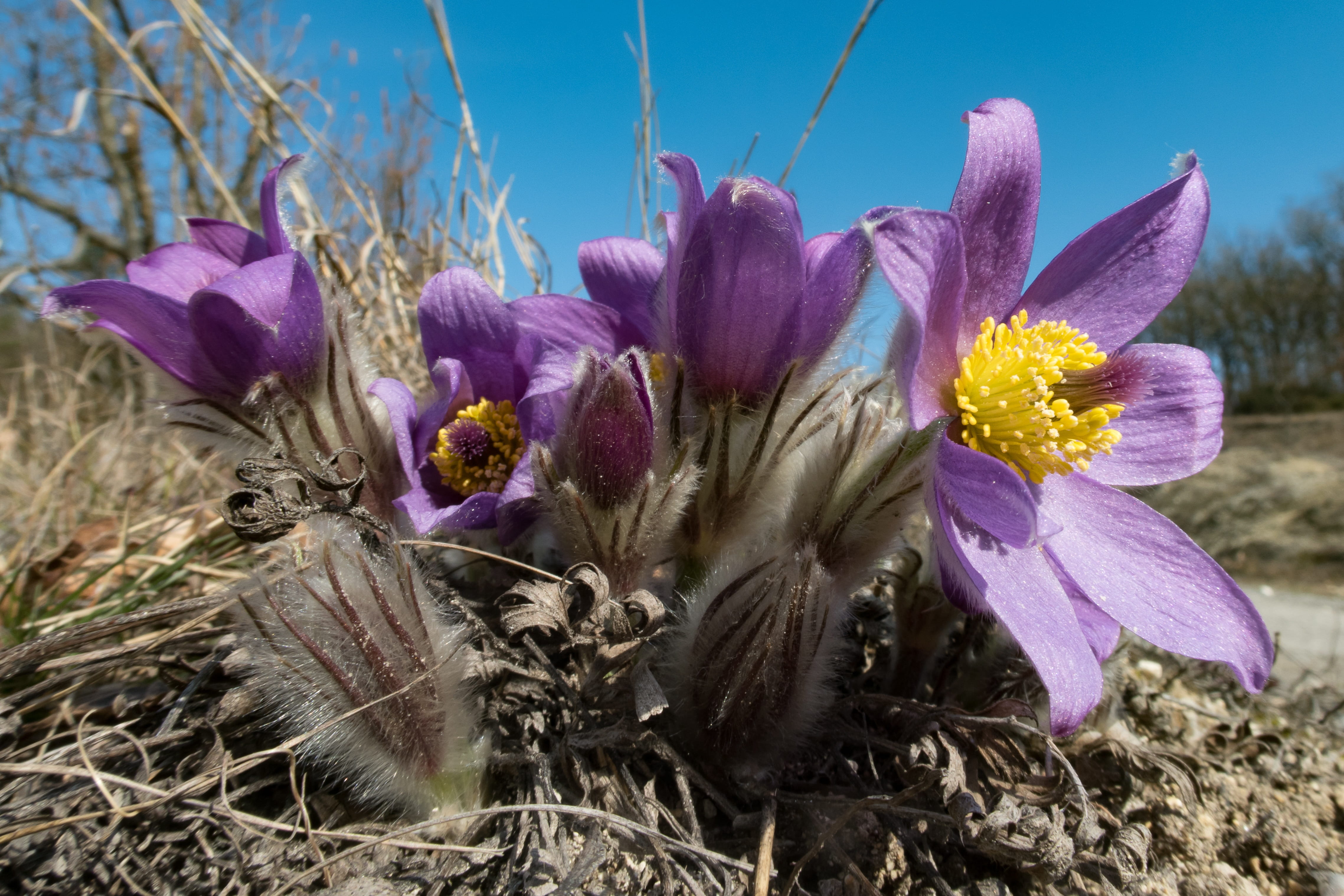 pink color, flowering plant, Pasque Flower, 4K, close-up, spring, growth, no people, flower, outdoors, blossom, pollen, bloom, vulnerability, purple, sky, HD Wallpaper