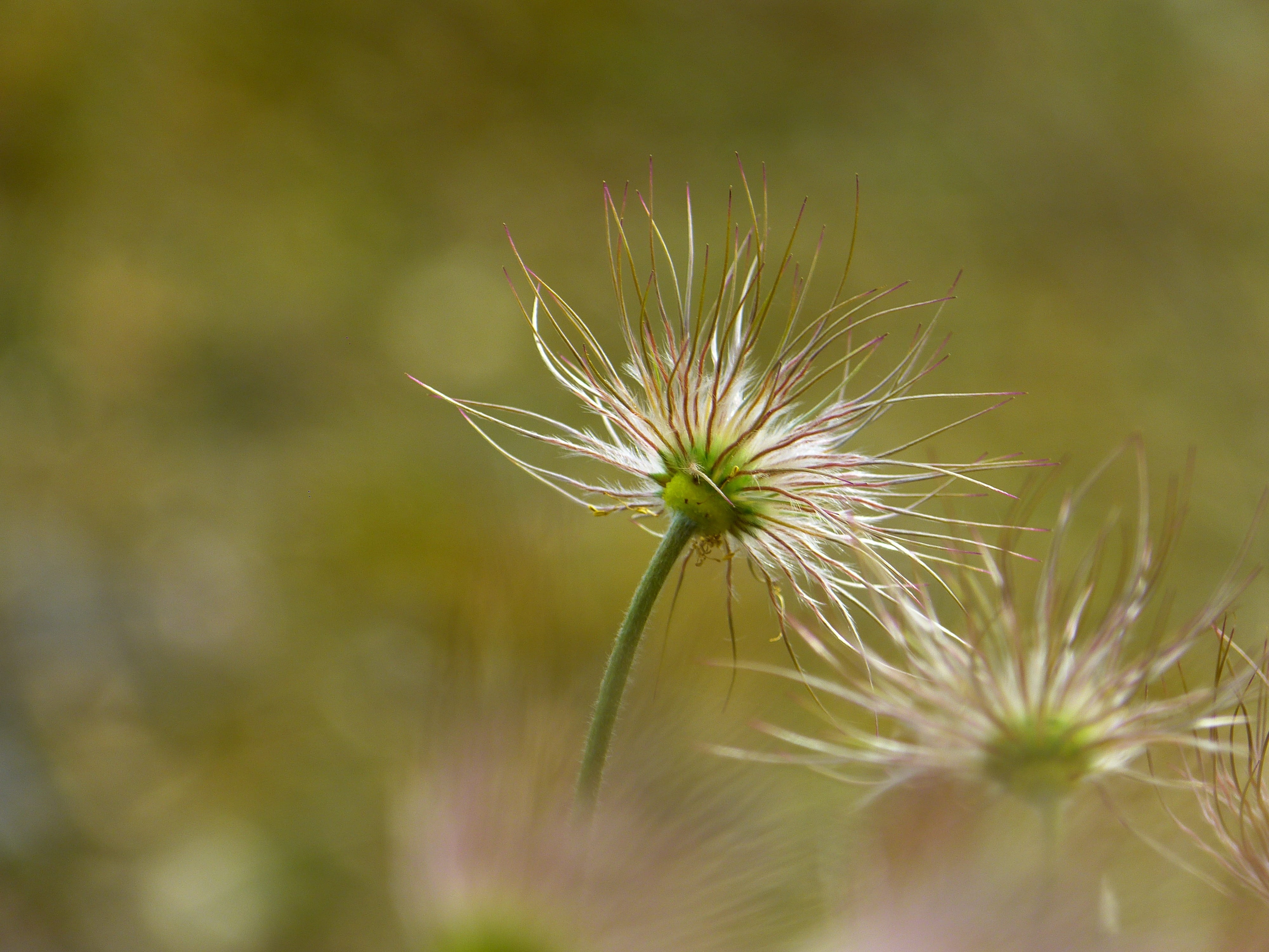 seed, spring, meadow, focus on foreground, Pasqueflower, sepal, single Flower, 4K, summer, dry plant, selective focus, vulnerability, dandelion seed, flowering plant, HD Wallpaper