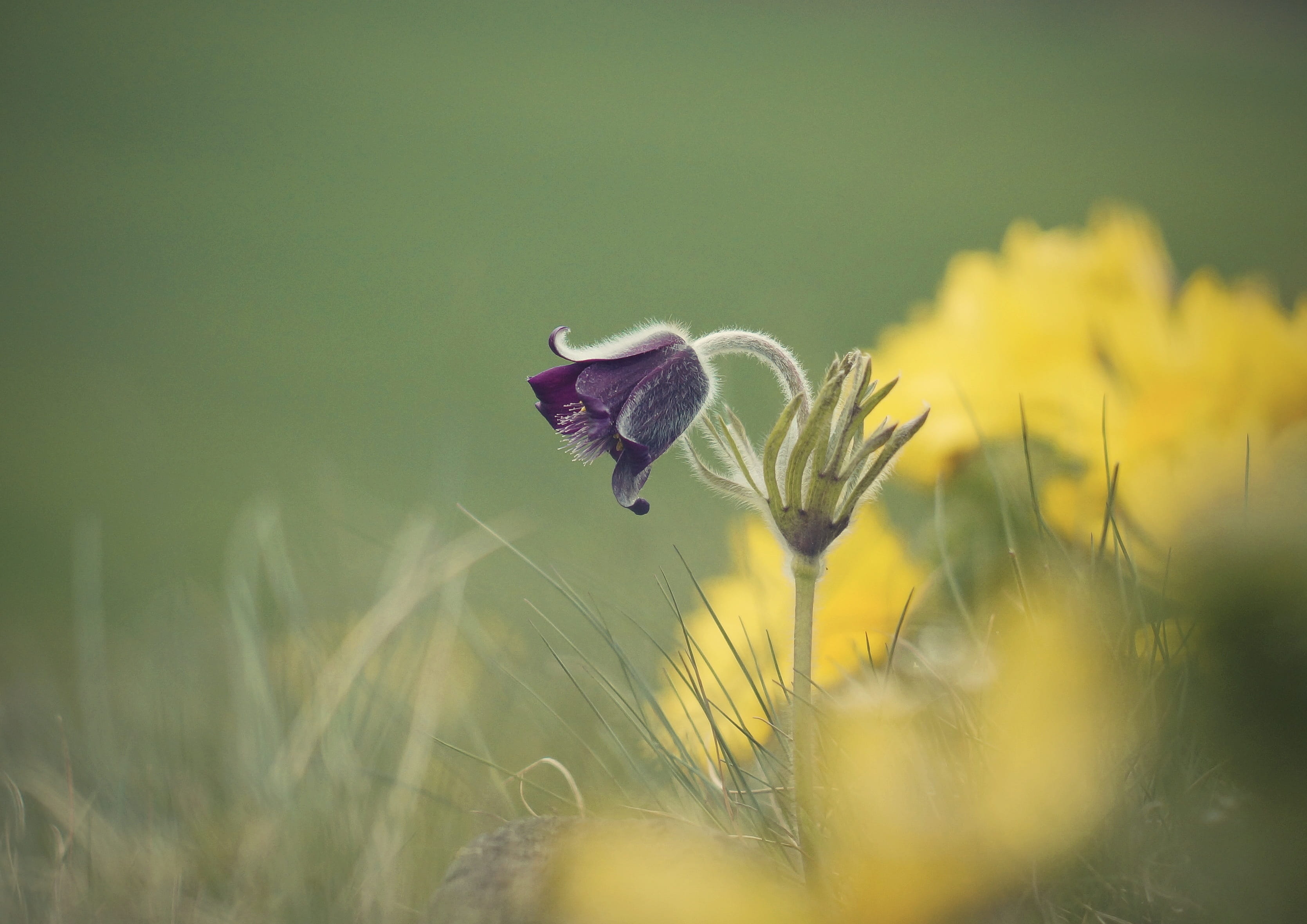 butterfly - insect, no people, flowering plant, Spring, plants, animal wing, Pulsatilla Pratensis, field, insect, vulnerability, natural, flowering, purple, HD Wallpaper