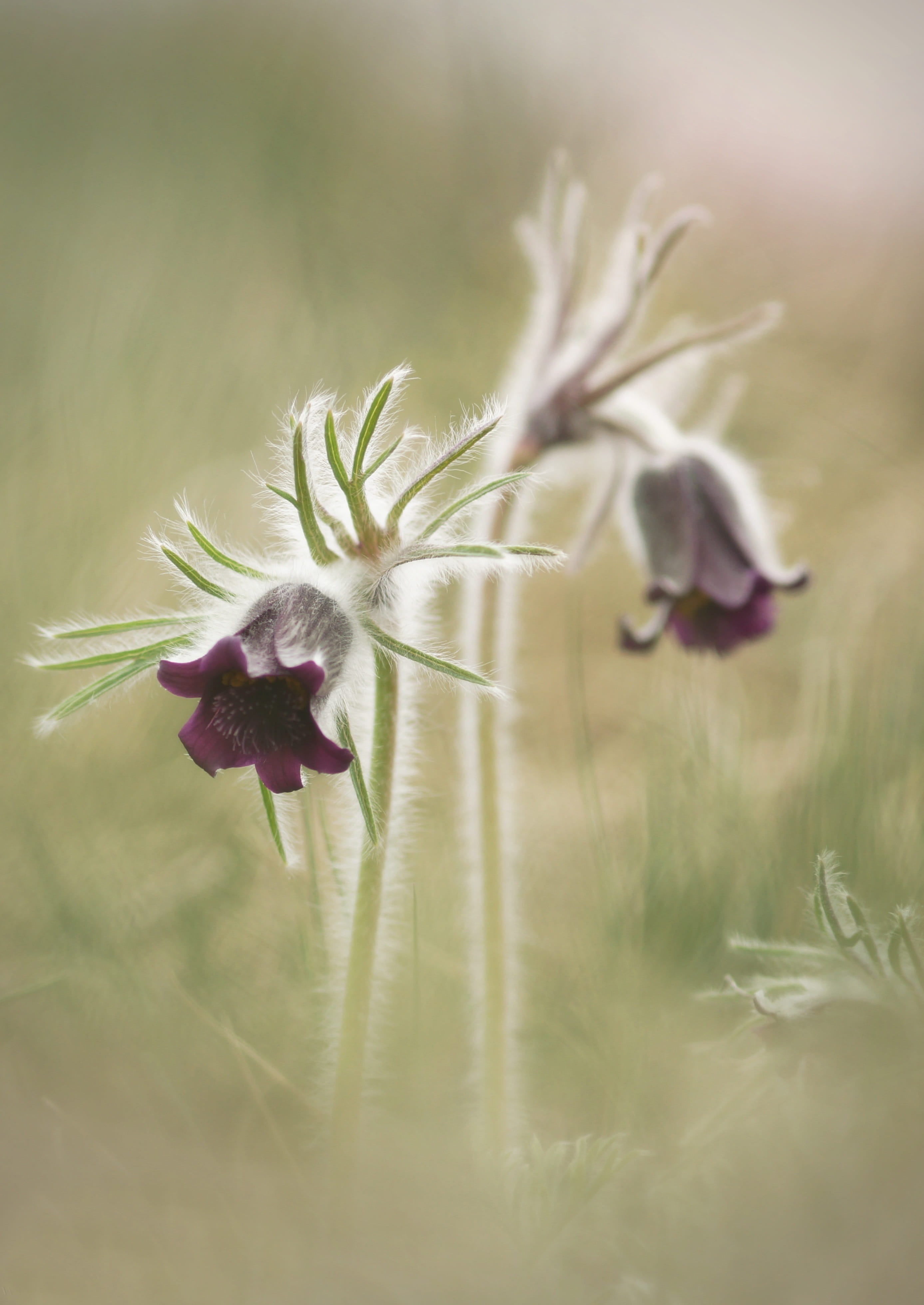 fragility, vulnerability, freshness, inflorescence, Pulsatilla Pratensis, flower head, field, selective focus, Protected, purple flower, meadow, petal, Phone HD Wallpaper