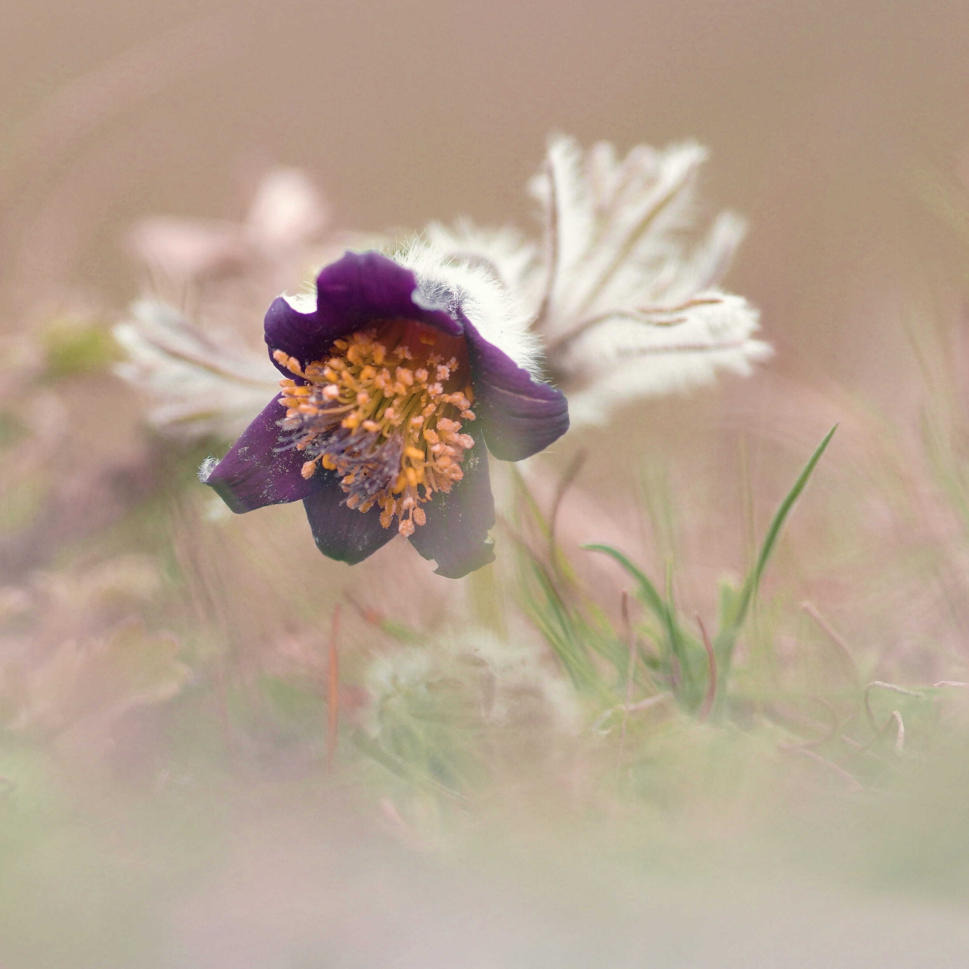 animal wildlife, plants, flower, petal, pulsatilla pratensis, focus on foreground, no people, pollination, dreamy, beauty in nature, flower head, macro, Phone HD Wallpaper