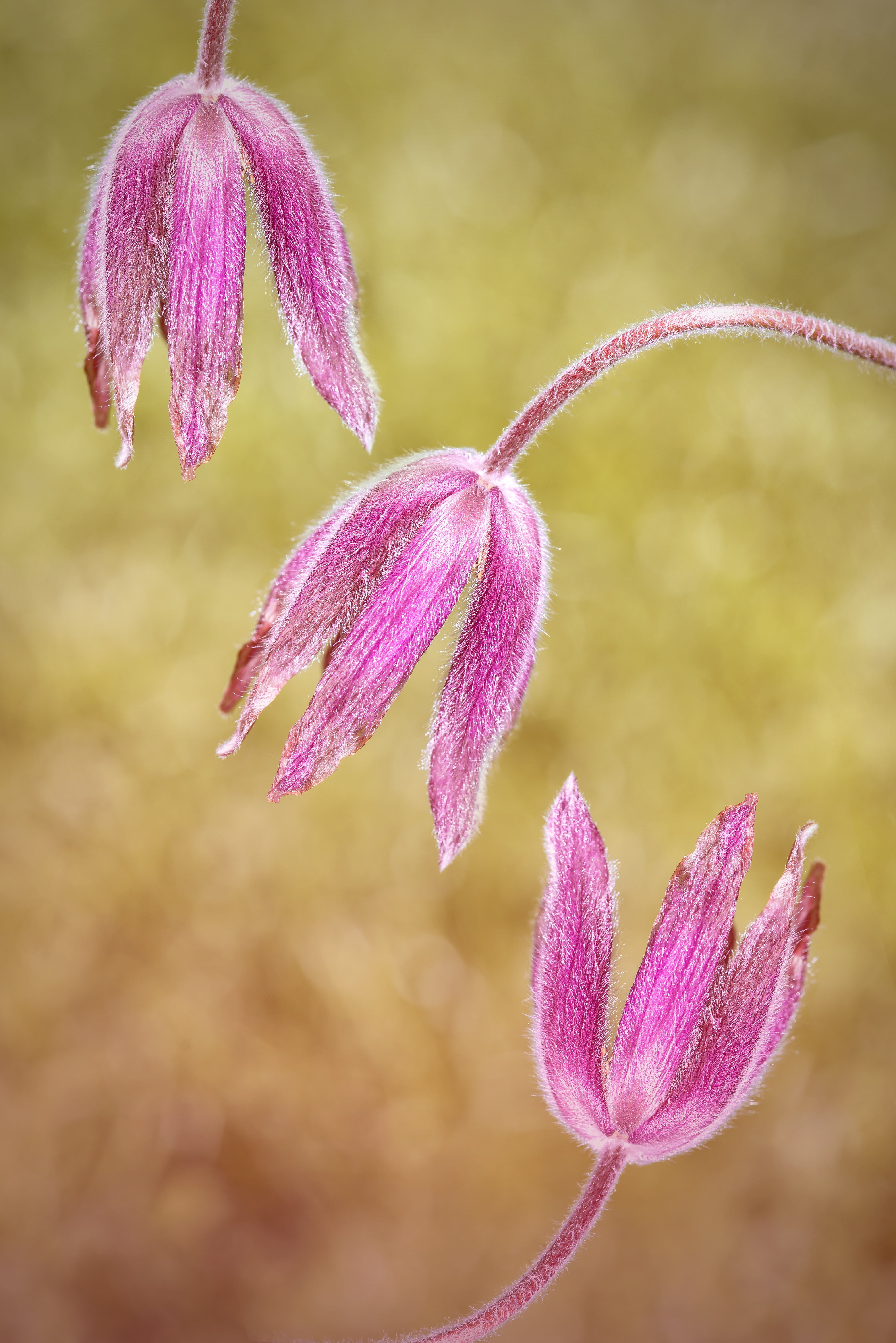 petal, 5K, spring, three piece, pink color, garden, day, outdoors, selective focus, close, beauty in nature, petals, no people, ranunculaceae, plant stem, Phone HD Wallpaper