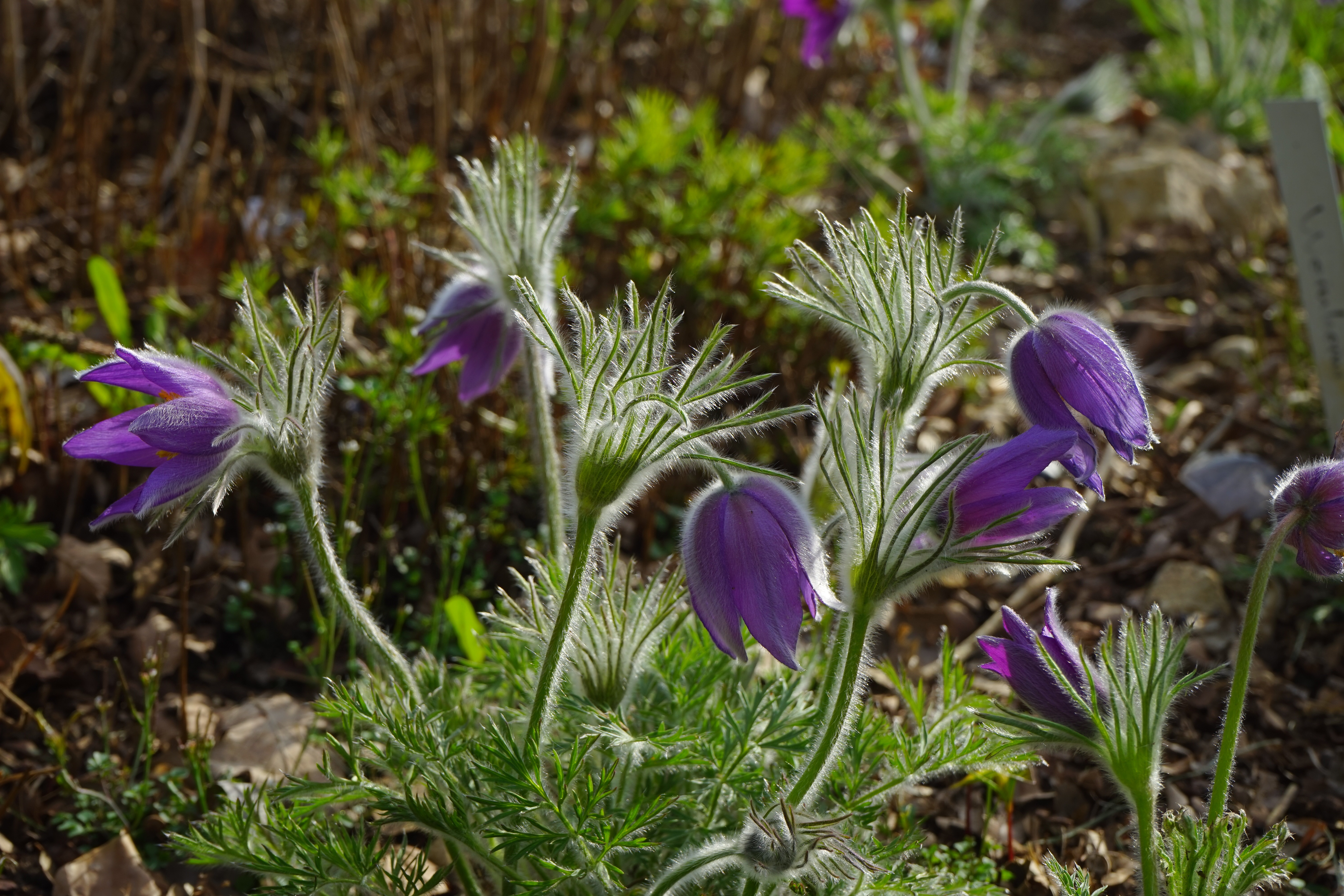 land, outdoors, crocus, flower, plant, petal, nature, field, fragility, flowerbed, freshness, hairy, common pasque flower, crimson, growth, vulnerability, HD Wallpaper