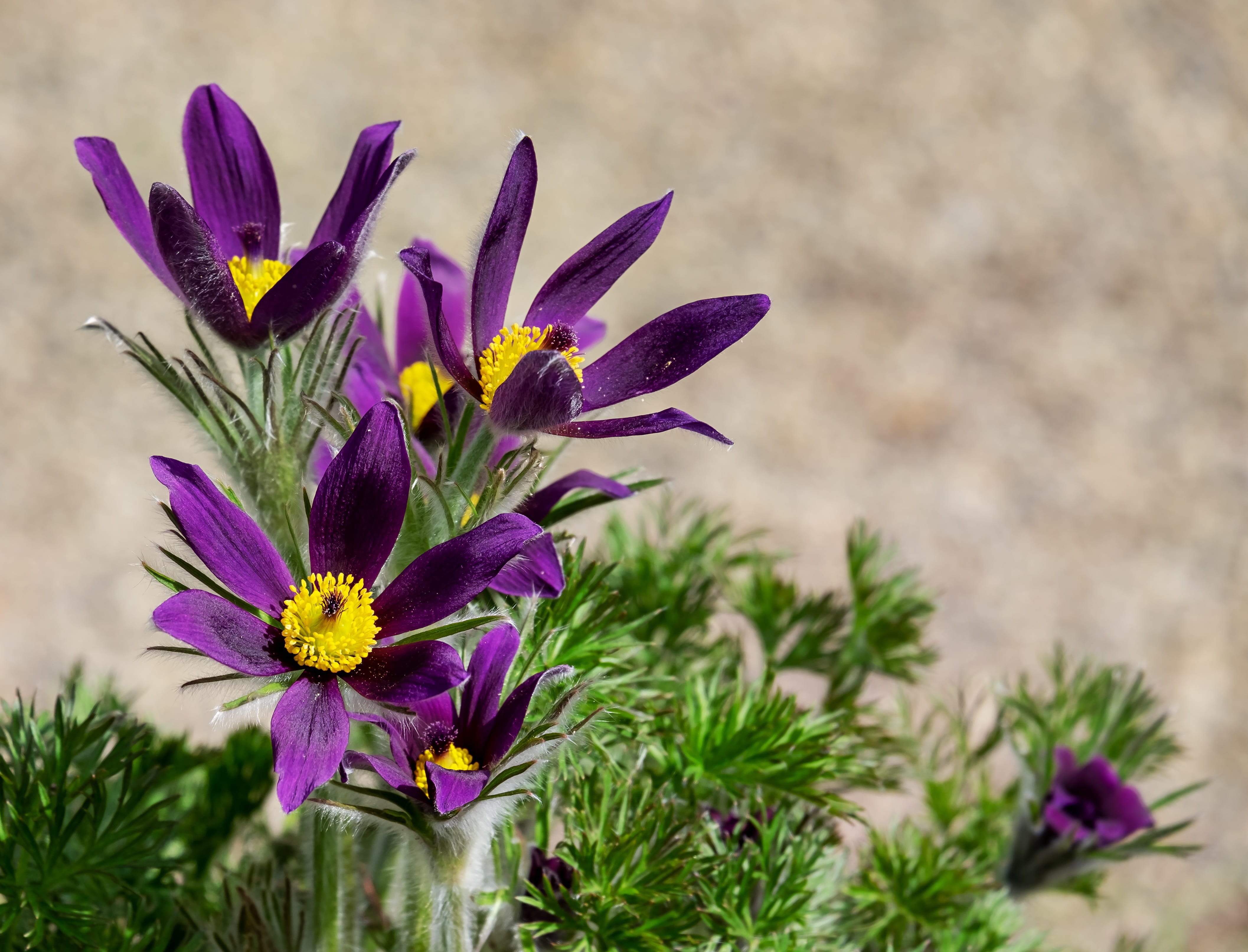 flowering plant, crocus, pasqueflower, botany, pollen, vulnerability, nature, dry plant, growth, flower, hahnenfußgewächs, early bloomer, no people, petaled, HD Wallpaper