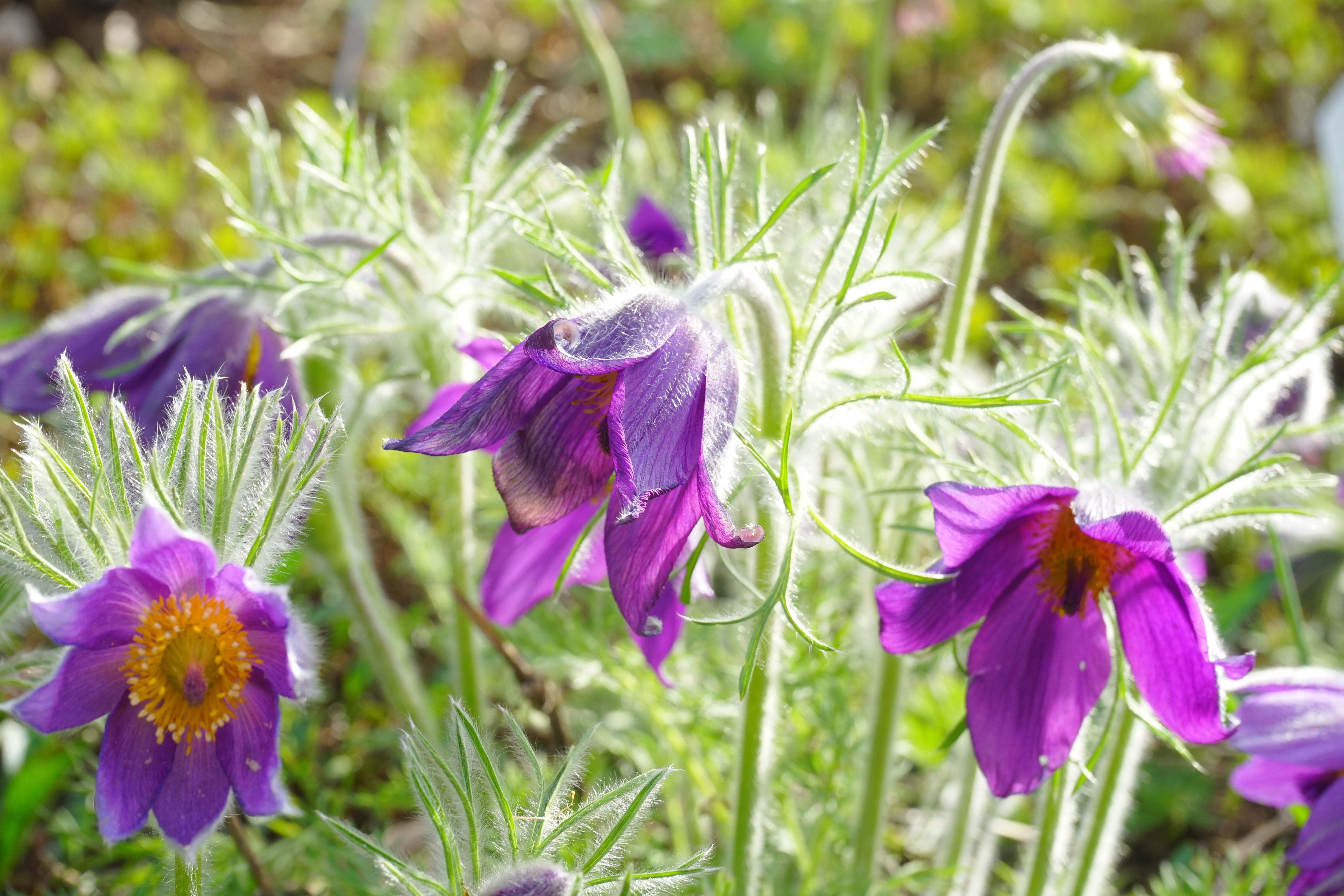 inflorescence, selective focus, common pasque flower, beauty in nature, crimson, hahnenfußgewächs, 5K, nature, no people, focus on foreground, springtime, HD Wallpaper