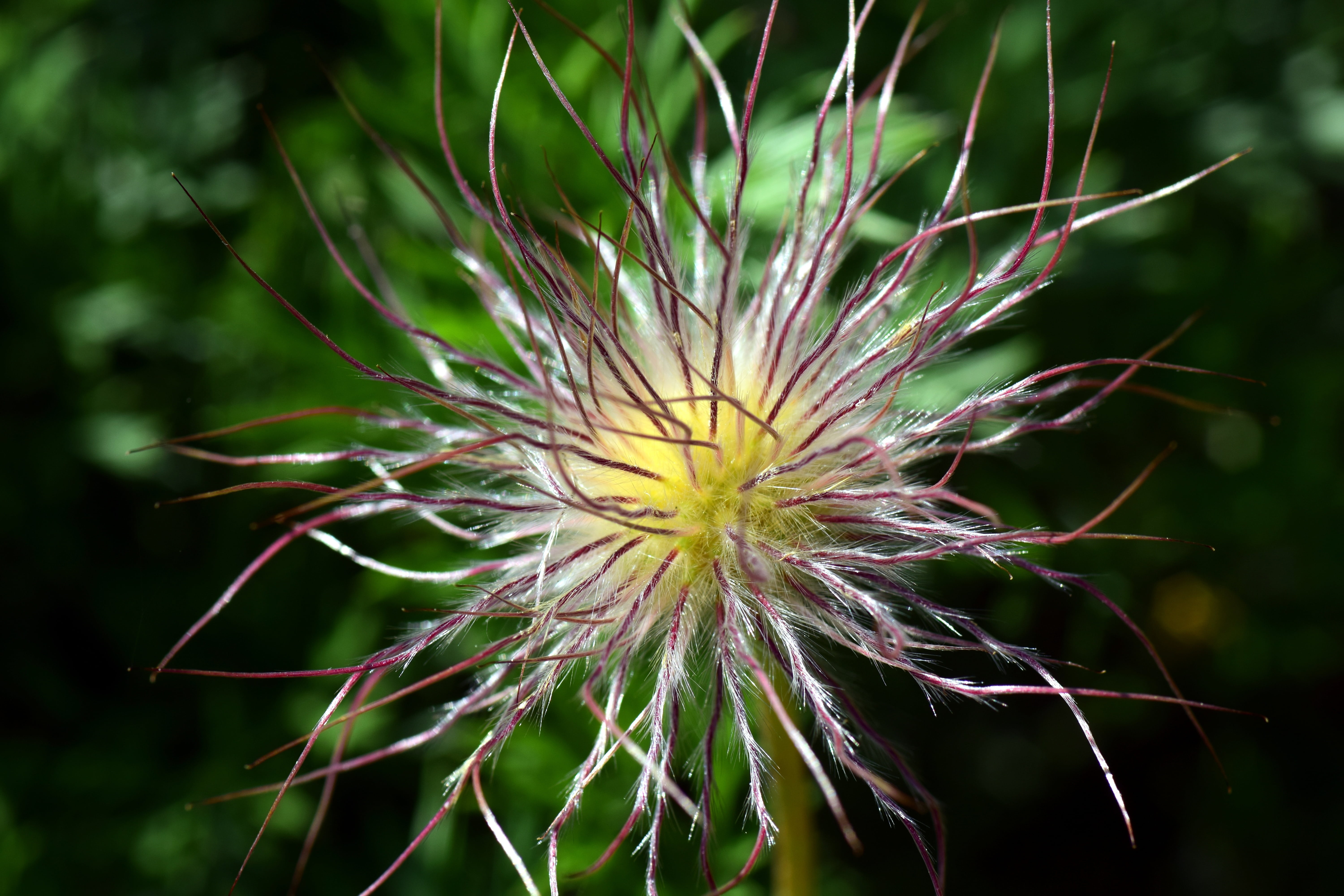 fresh plant, fresh herb, flower head, common pasque flower, flowering plant, pulsatilla, wilted plant, day, pulsatilla vulgaris, plant, 5K, growth, pollen, HD Wallpaper