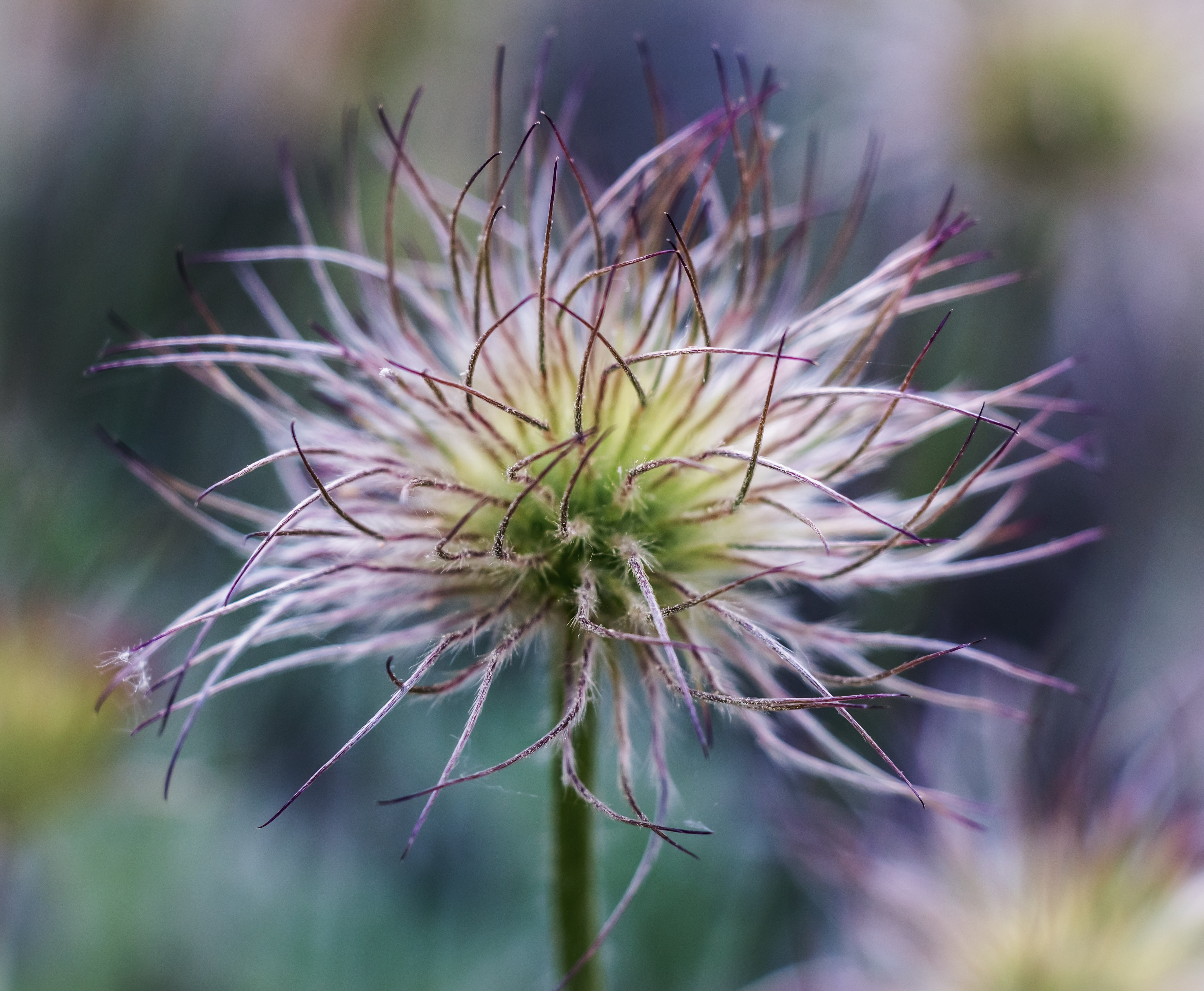 flowers, photography, focus on foreground, spring, plant, plants, closeup, anemone, wilted plant, spiked, fragility, spiky, nature, purple, dandelion seed, HD Wallpaper