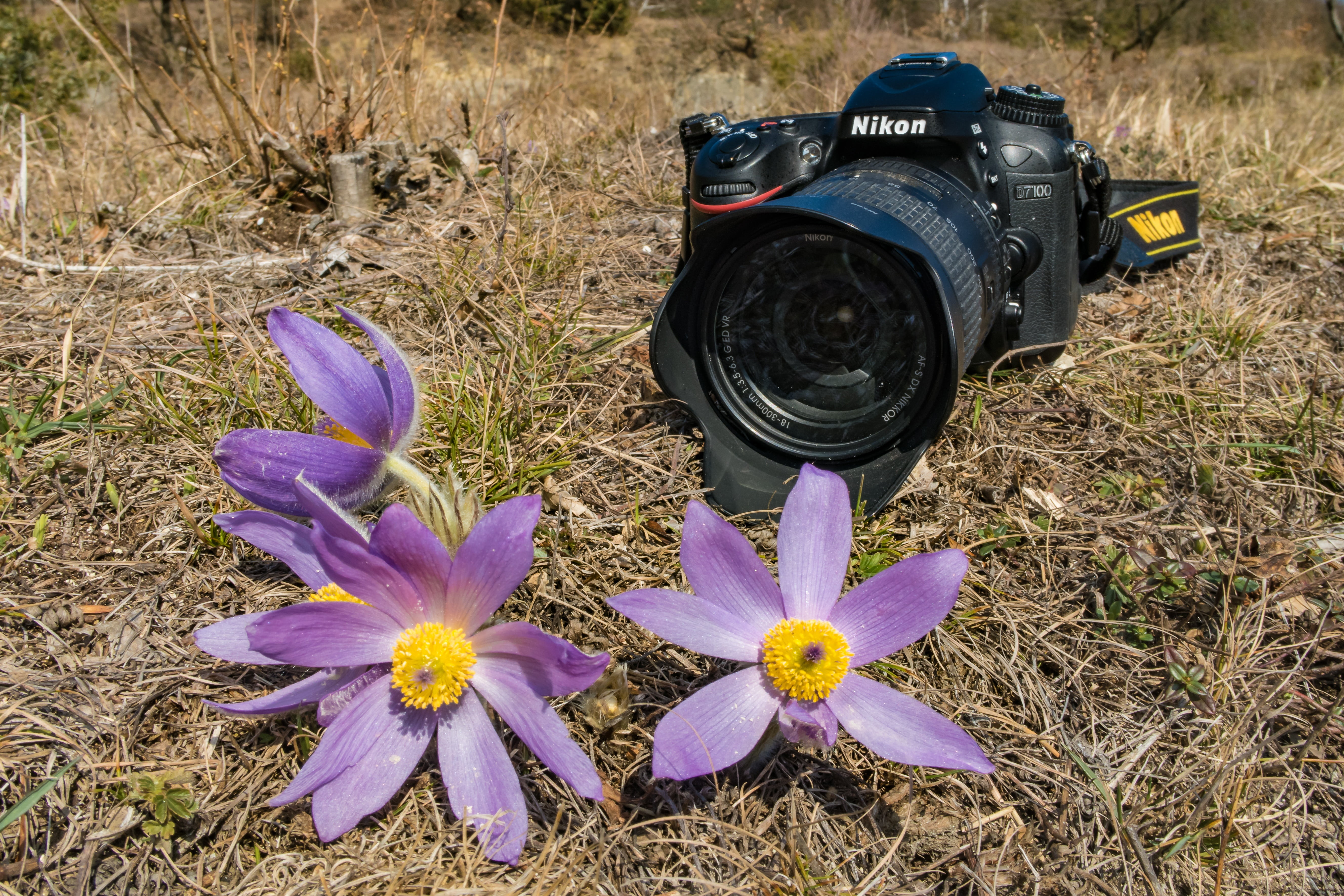 pulsatilla, grass, freshness, digital camera, growth, no people, flower head, bloom, petal, day, field, purple, slr camera, vulnerability, blossom, flowering plant, HD Wallpaper