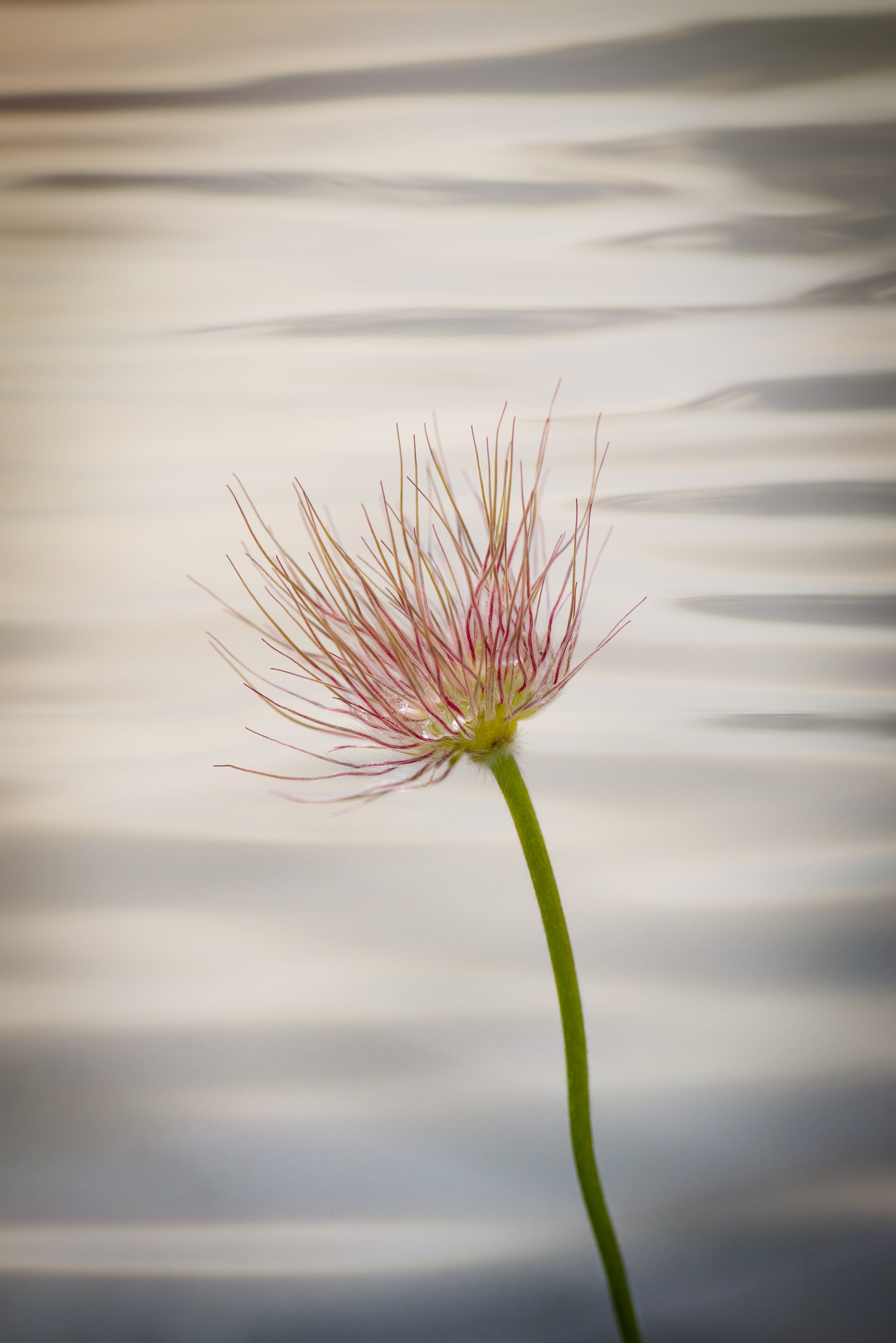 spring, selective focus, evening, fragility, day, water, focus on foreground, freshness, sepal, flowering plant, growth, 5K, no people, pulsatilla vulgaris, Phone HD Wallpaper