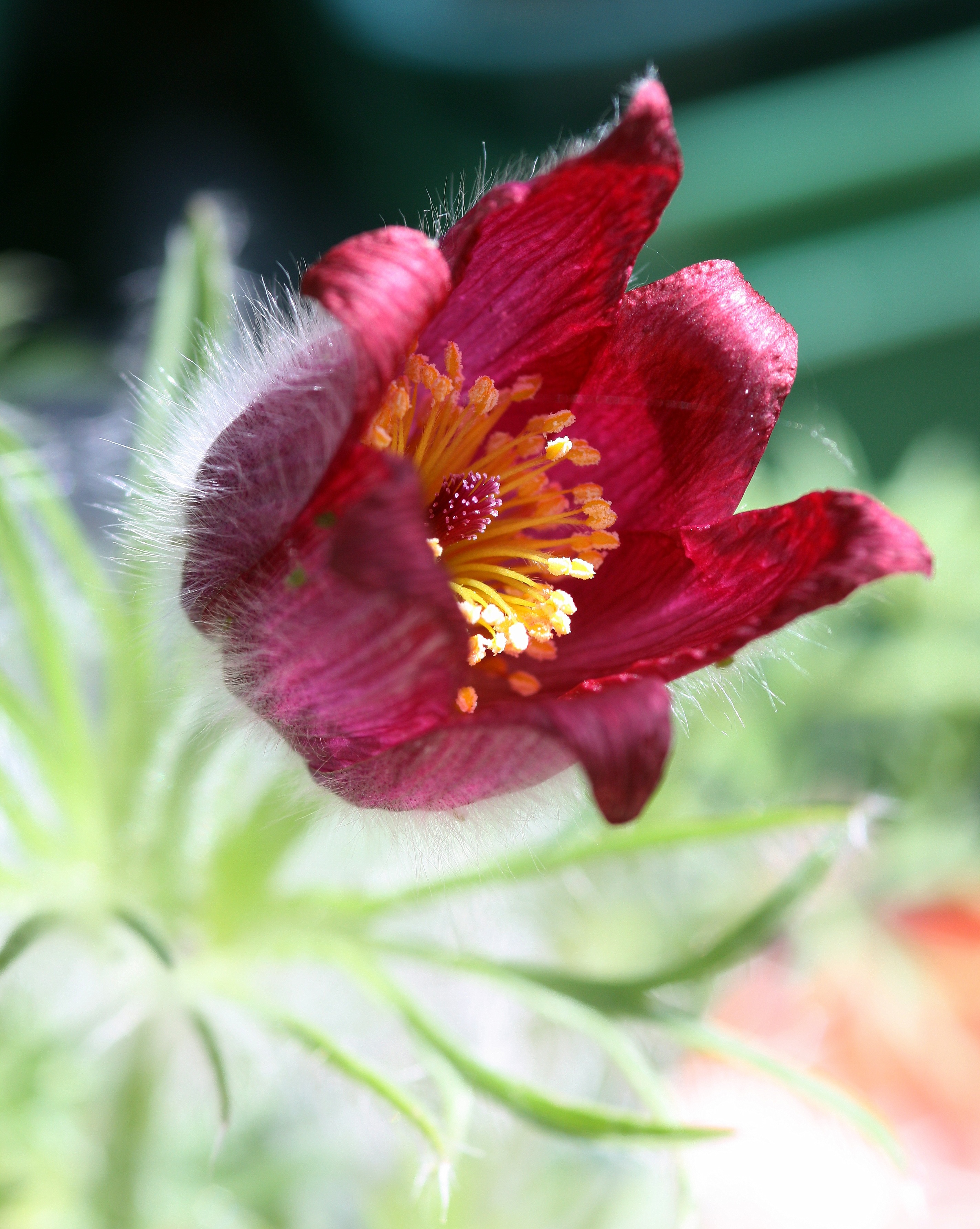 closeup, flowering plant, vulnerability, close-up, garden, growth, beauty in nature, 2K, pulsatilla, selective focus, plant, day, outdoors, red, focus on foreground, Phone HD Wallpaper