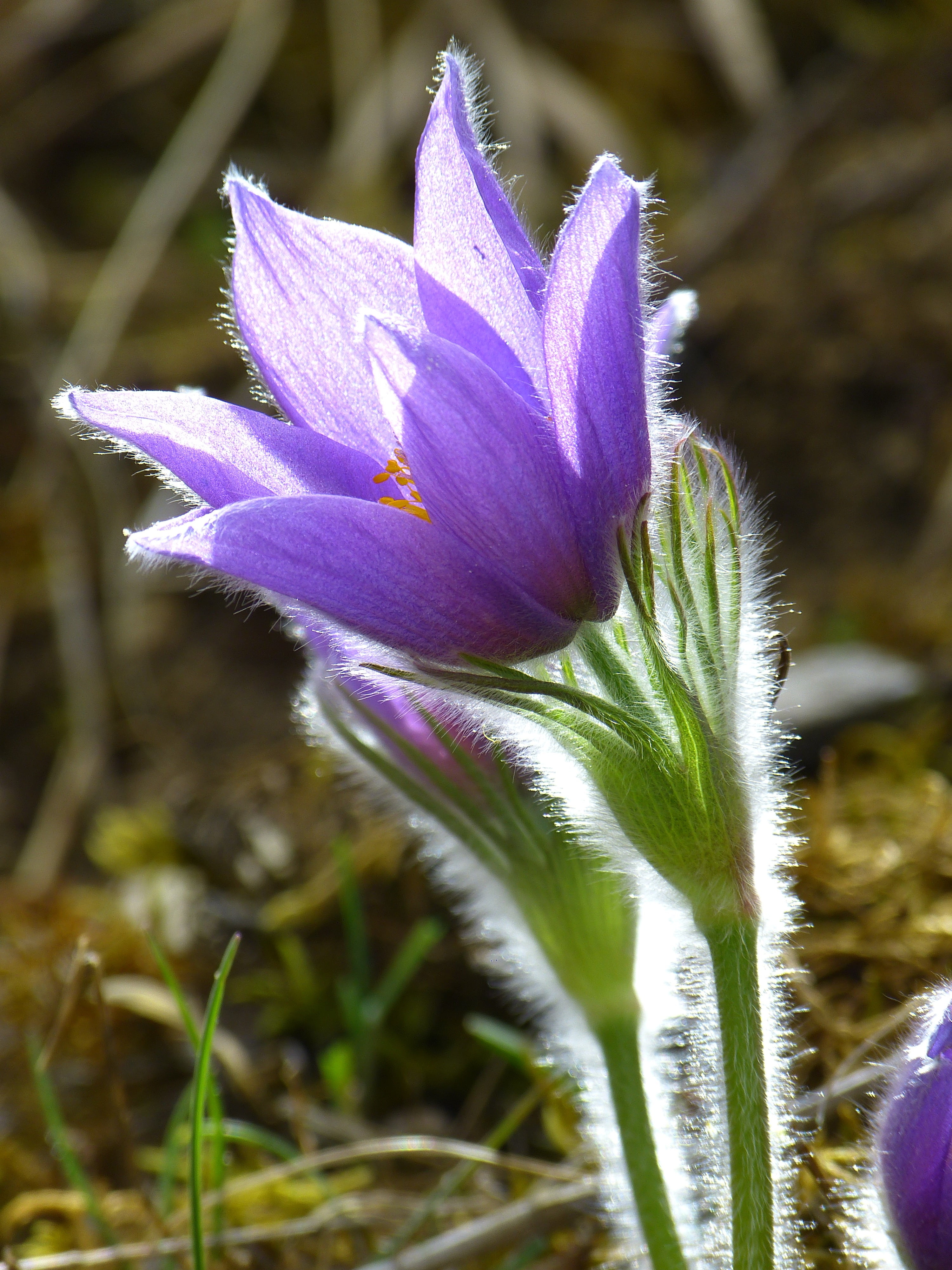 selective focus, crocus, flowering plant, purple, day, close-up, focus on foreground, pollen, vulnerability, petal, growth, bloom, inflorescence, no people, Phone HD Wallpaper