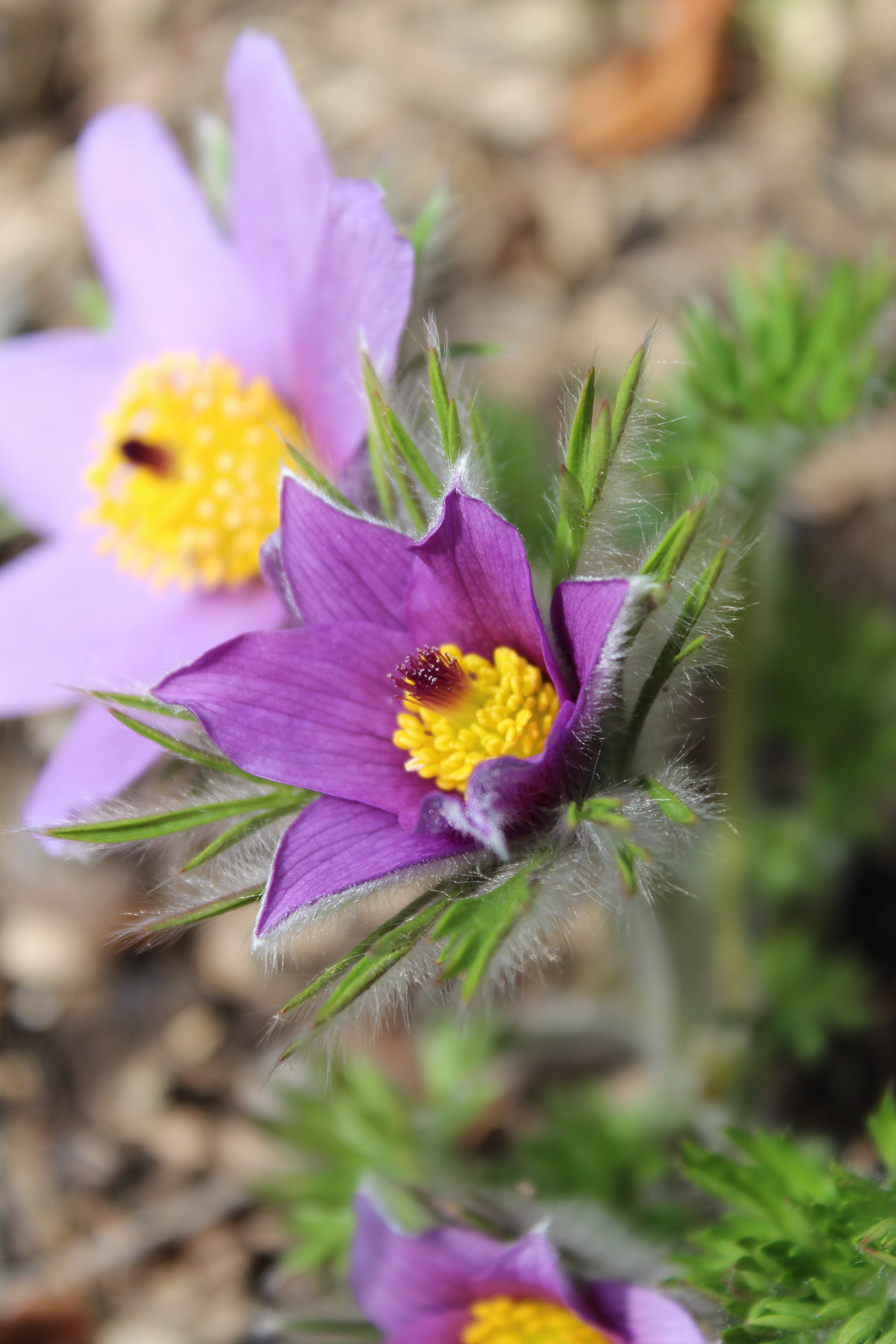 yellow, pollen, nature, fragility, flower head, crocus, blossom, bloom, purple, close-up, freshness, inflorescence, selective focus, focus on foreground, Phone HD Wallpaper