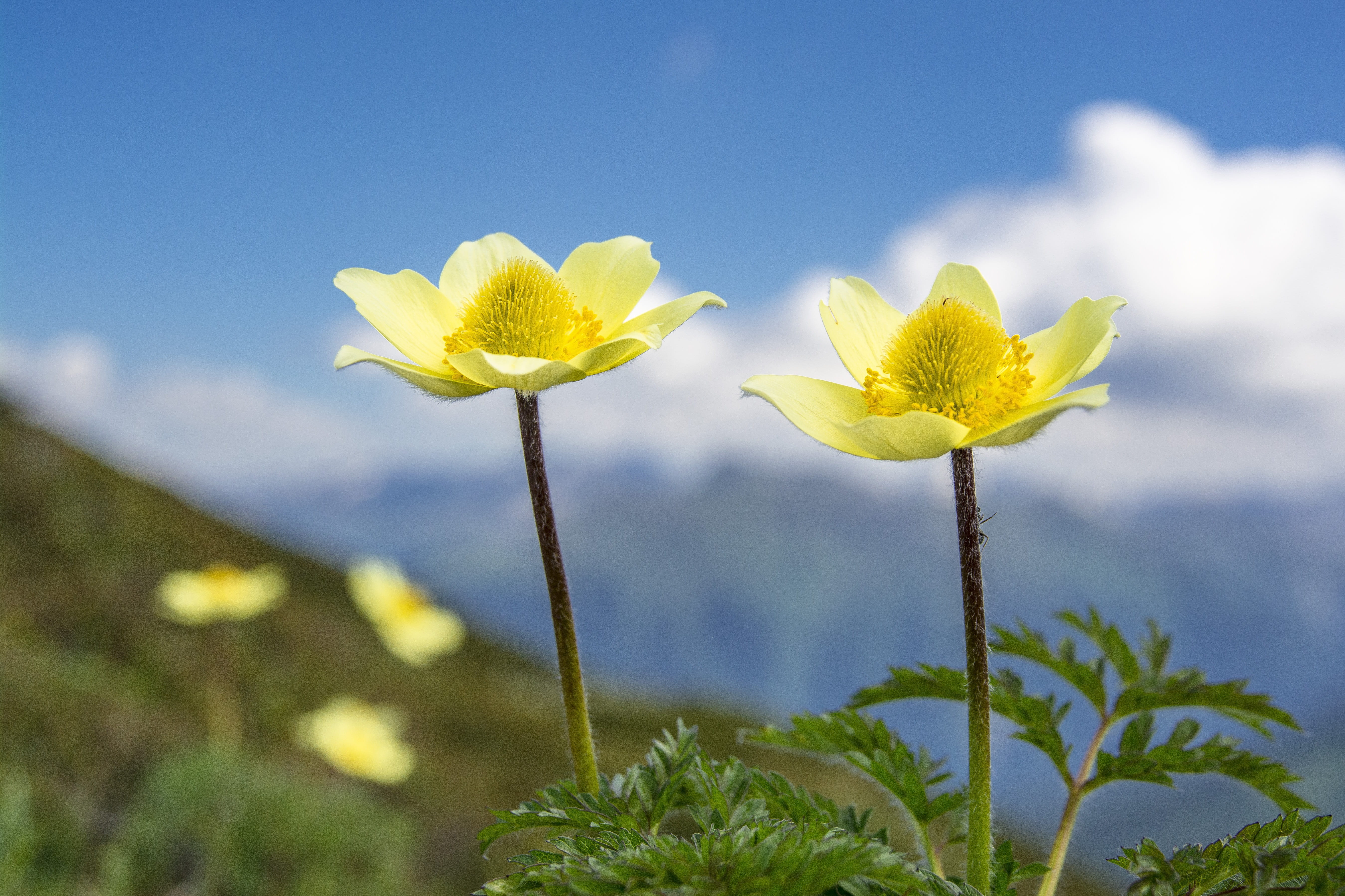 yellow, bloom, growth, nature, petal, flower head, blossom, alpine, sky, day, vulnerability, flower, flowering plant, leaf, sepal, springtime, close-up, HD Wallpaper