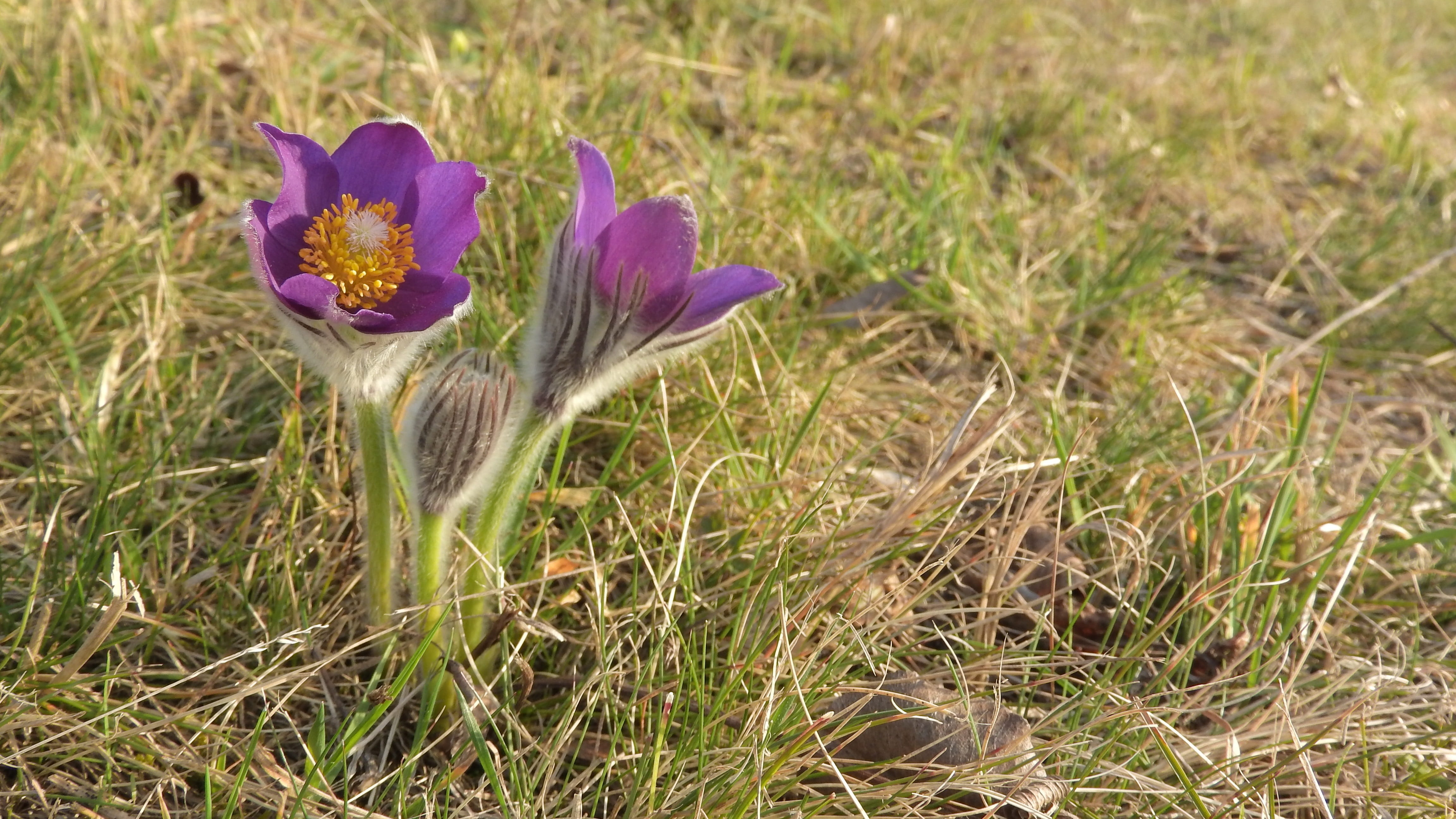 growth, crocus, land, fragility, vulnerability, plant, rare plants, wild spring flowers, purple, flower head, field, petal, protected plant, green color, HD Wallpaper