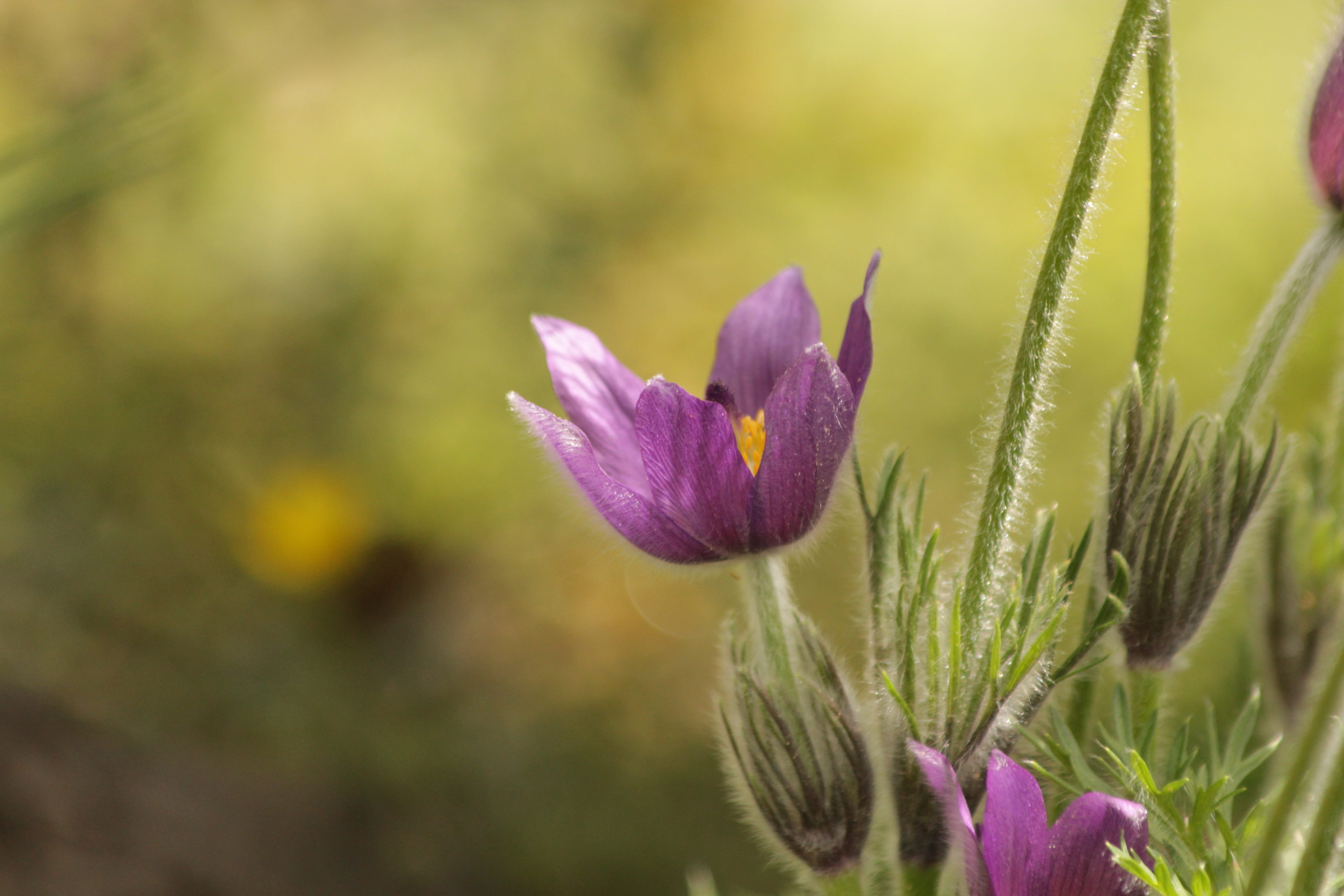 focus on foreground, handsomely, purple, sepal, close-up, beauty in nature, flower head, fresh, no people, vulnerability, the first flowers, phlomis, nature, HD Wallpaper