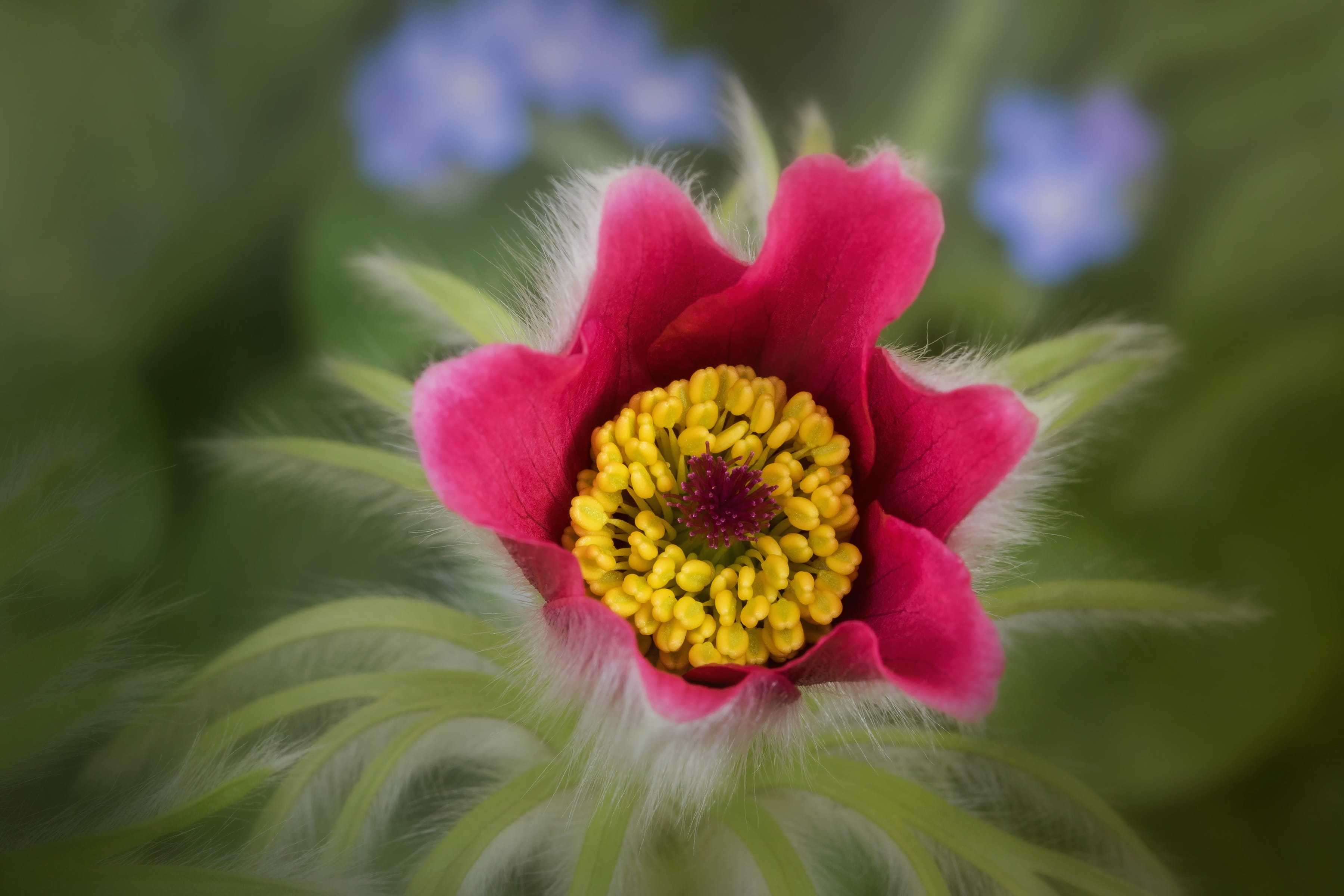 inflorescence, fragility, pulsatilla, hahnenfußgewächs, plant, no people, flowers, bloom, nature, spring, close up, freshness, macro, beauty in nature, HD Wallpaper