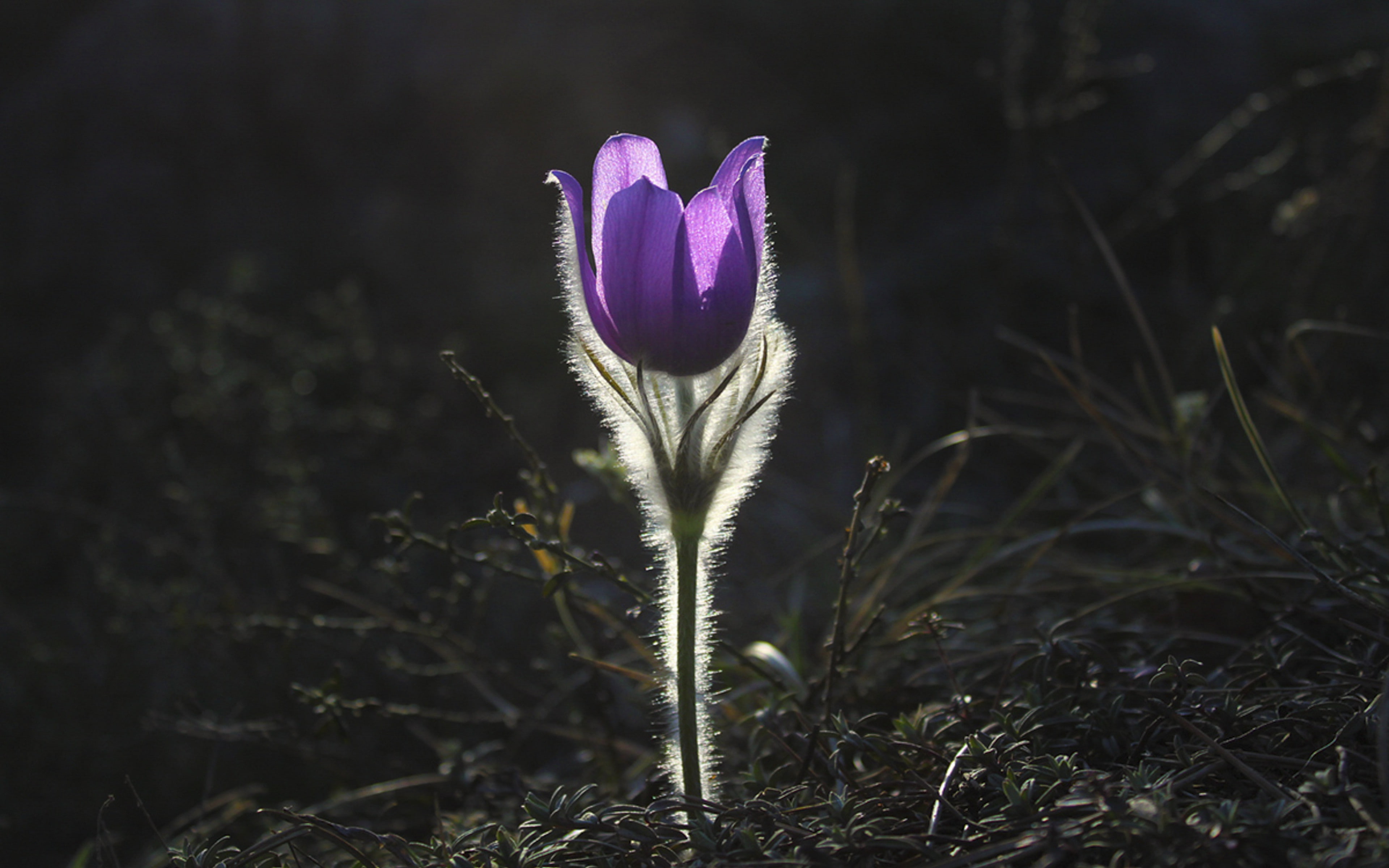 flower backgrounds, buttercup, shine, Download 3840x2400 Pulsatilla, 4K, pulsatilla, HD Wallpaper