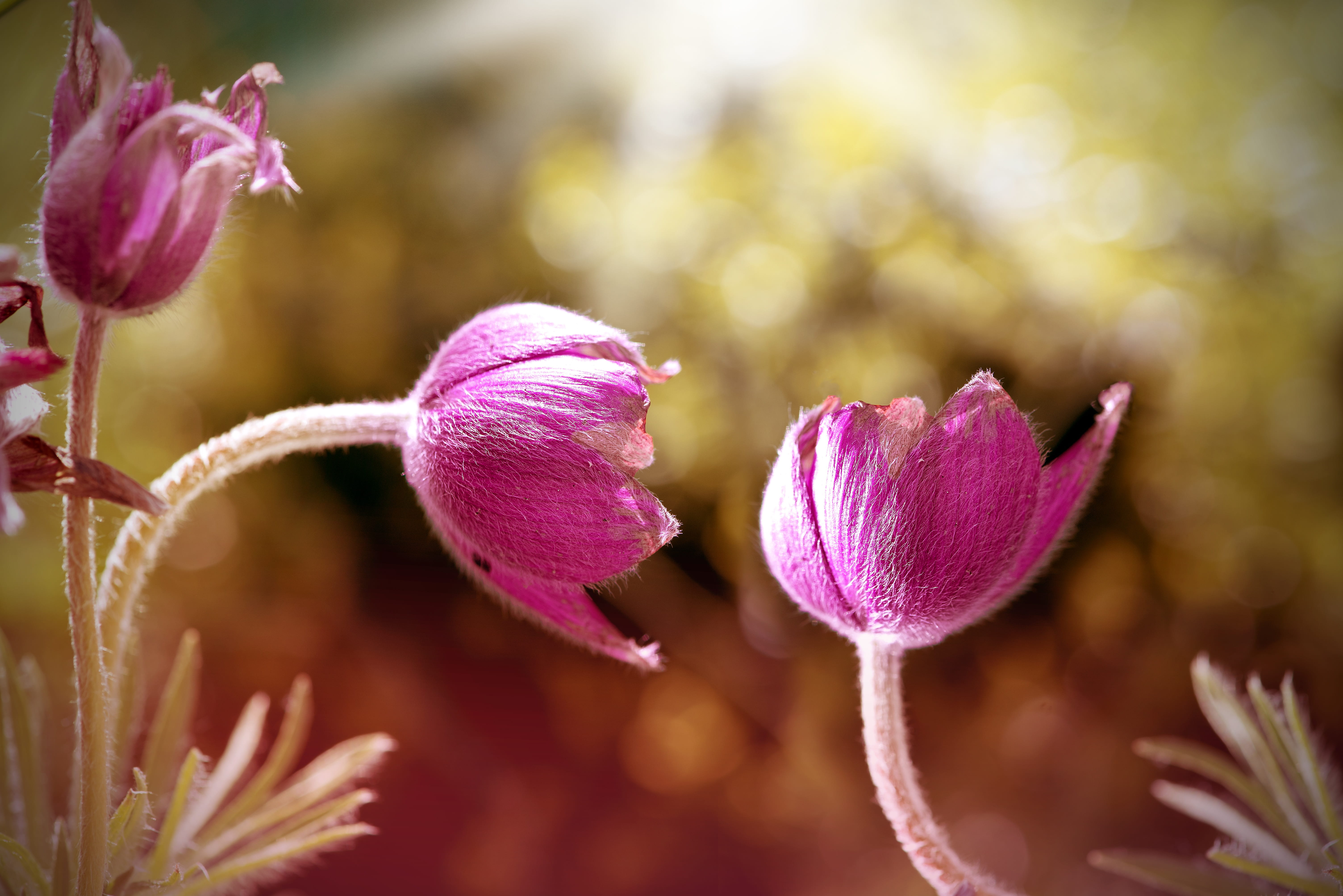 common pasque flower, pink color, growth, spring flower, flowers photography, light, petals, lighting, vulnerability, no people, focus on foreground, flower head, HD Wallpaper