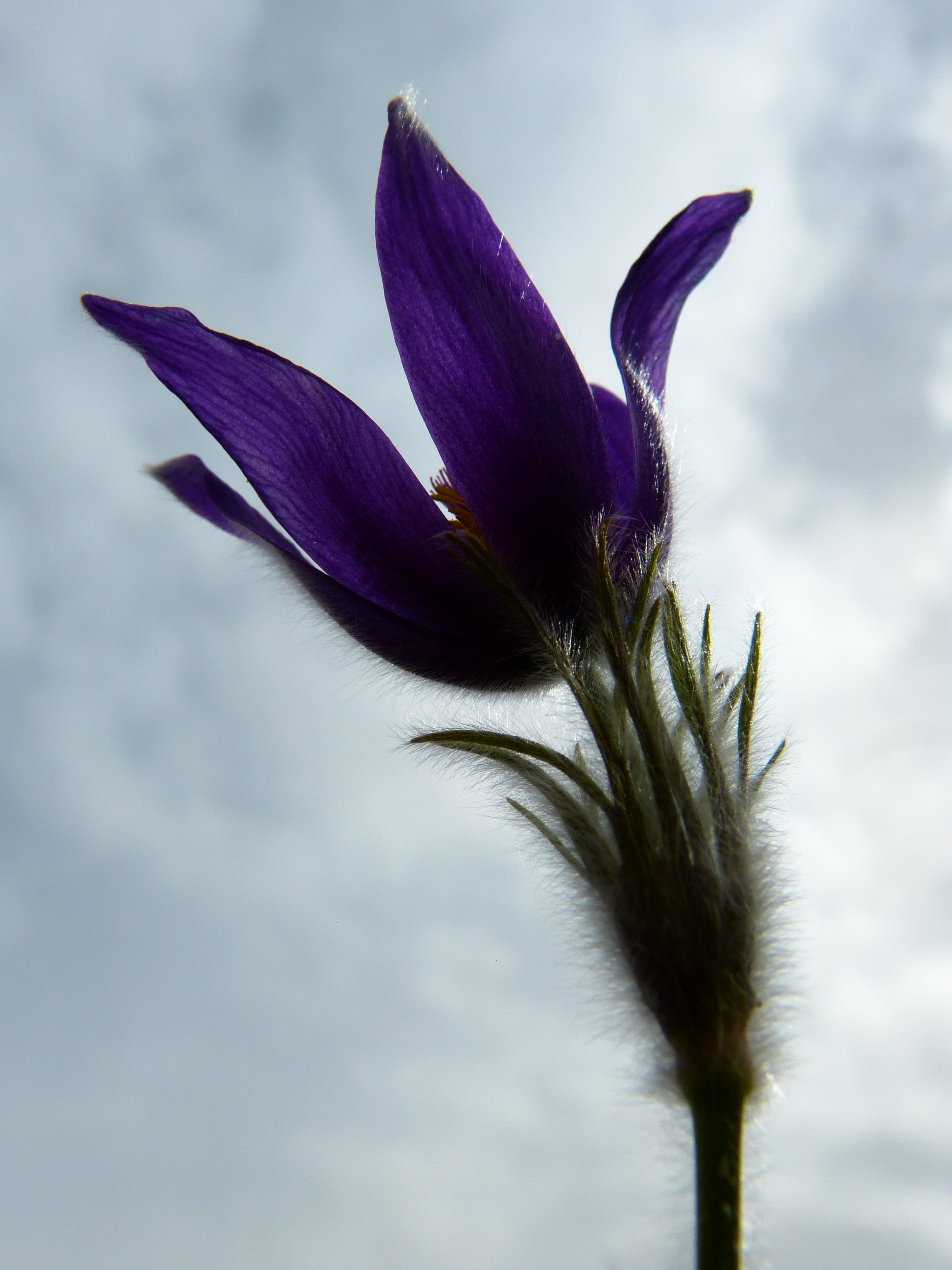 spring, plant, springtime, petal, pulsatilla, pulsatilla vulgaris, close-up, flowering plant, bloom, nature, common pasque flower, freshness, vulnerability, Phone HD Wallpaper