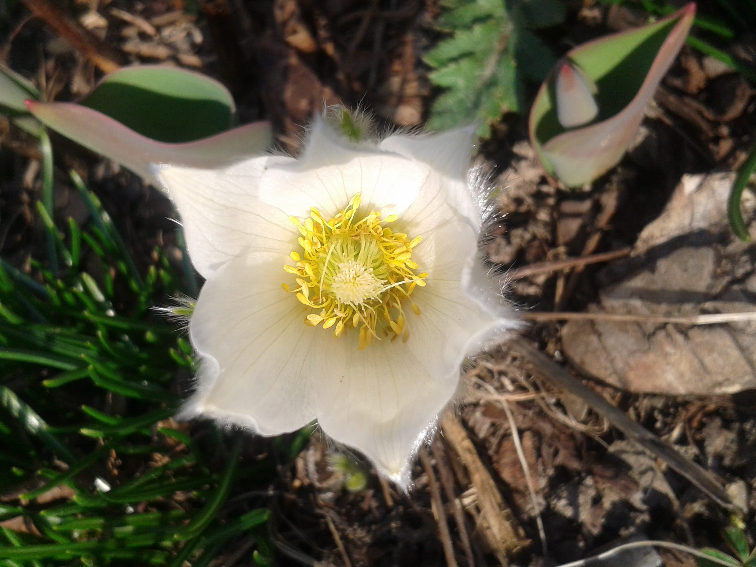 inflorescence, flowering plant, Pasque Flower, blossom, softness, Spring, yellow, focus on foreground, close-up, fragility, no people, 2K, growth, plant, HD Wallpaper