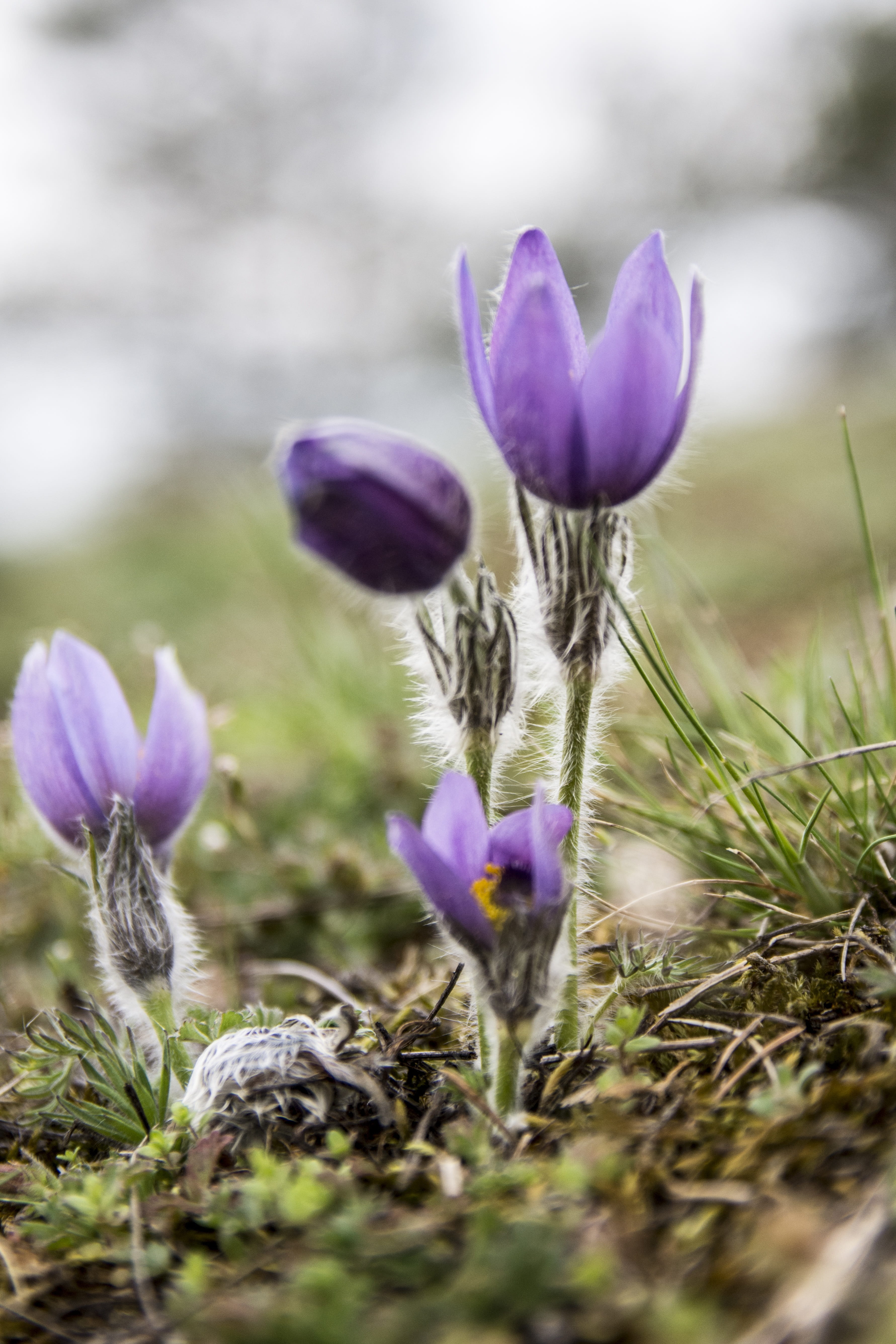 day, fragility, flowering plant, close-up, plant, vulnerability, flower head, outdoors, petal, freshness, purple, pulsatilla pratensis, selective focus, Phone HD Wallpaper