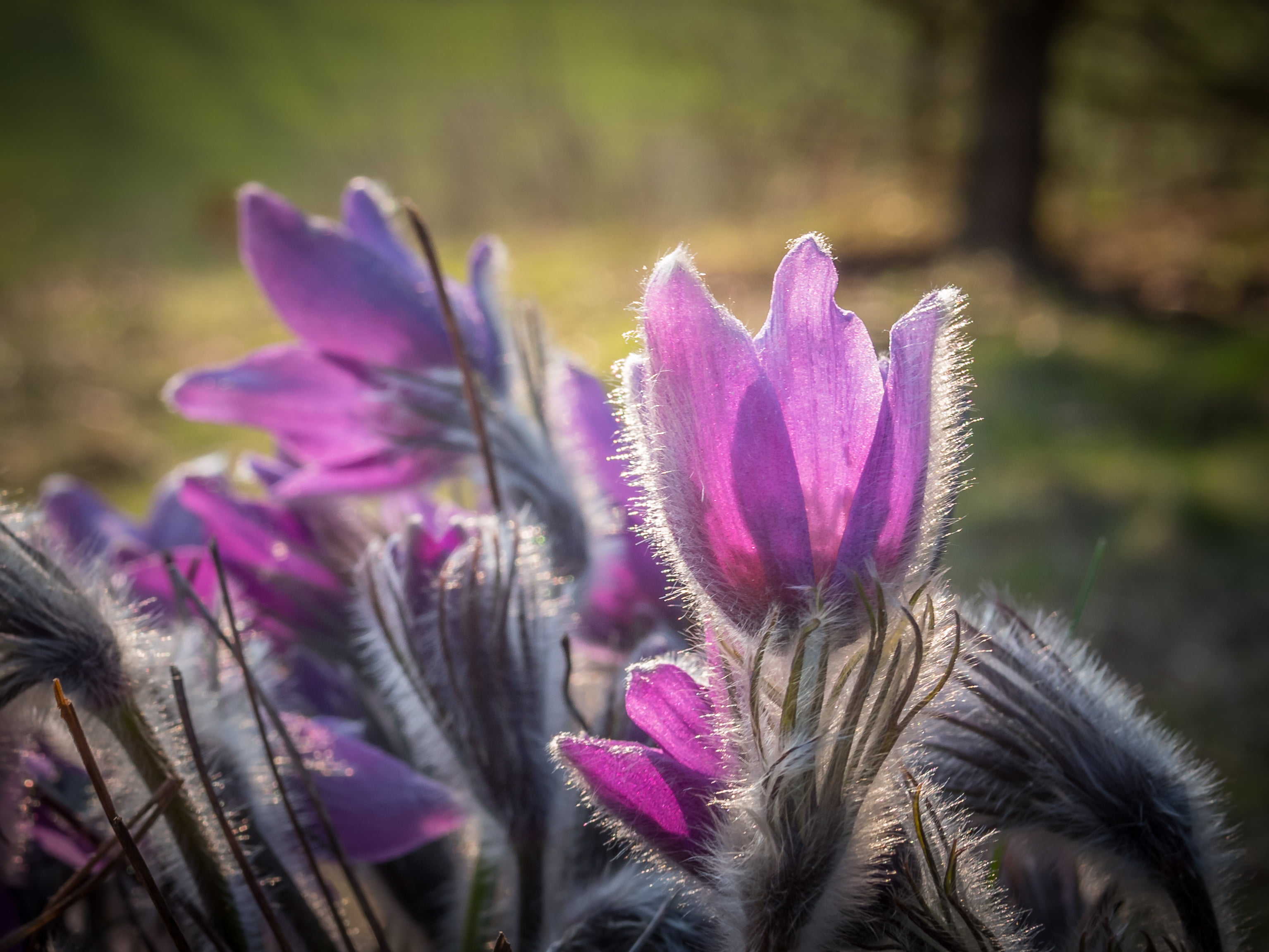 pulsatilla, schellenberg, close-up, 2K, purple, flower, petaled, macro, photo, plant, nature, HD Wallpaper