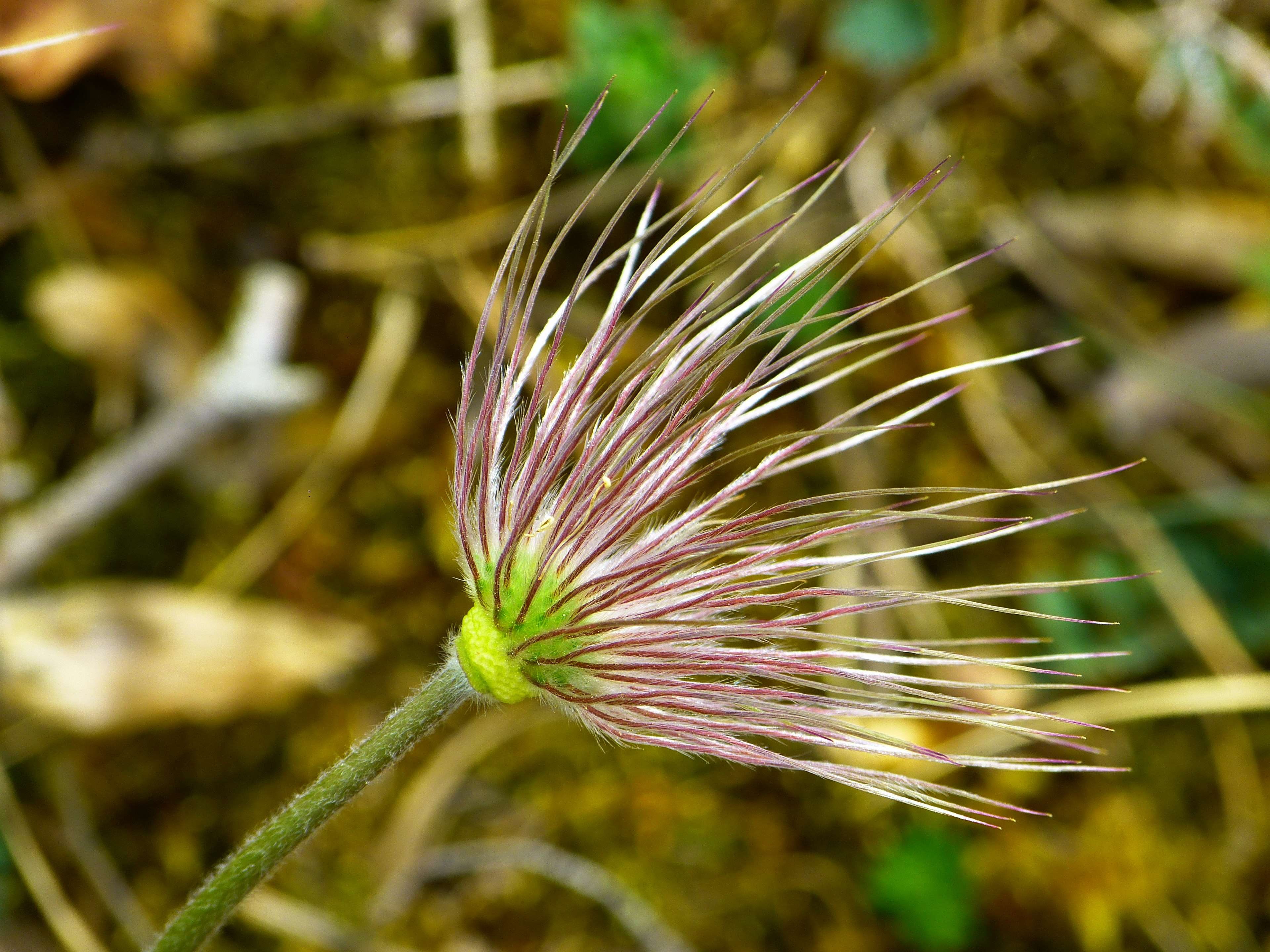 common pasque flower, vulnerability, flower, land, blue, coniferous tree, flowering plant, day, focus on foreground, nature, beauty in nature, 4K, dry plant, HD Wallpaper