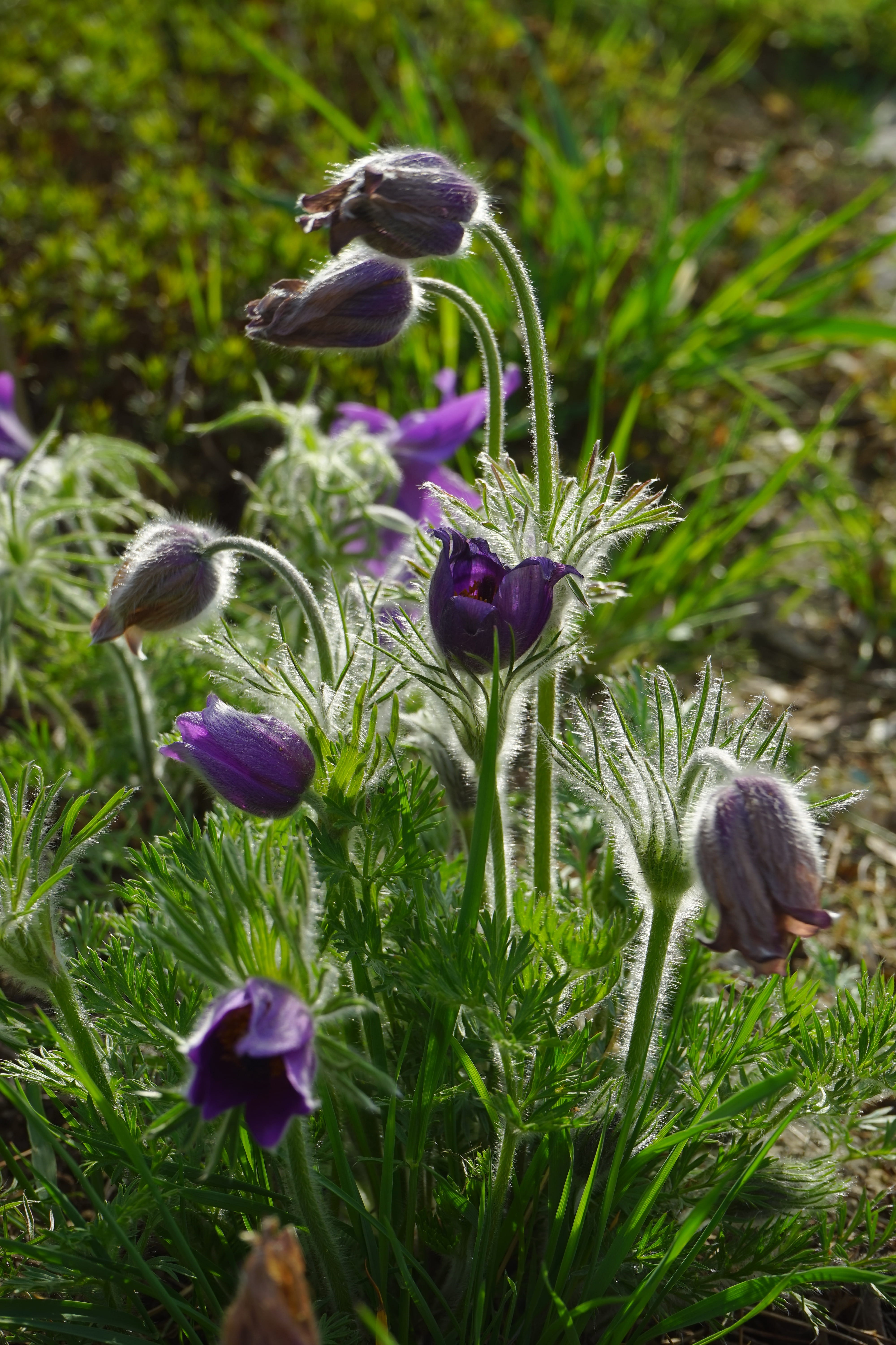 backlighting, common pasque flower, leaves, bright, violet, springtime, nature, close-up, purple, hairy, plant stem, pulsatilla vulgaris, stalk, hahnenfußgewächs, Phone HD Wallpaper