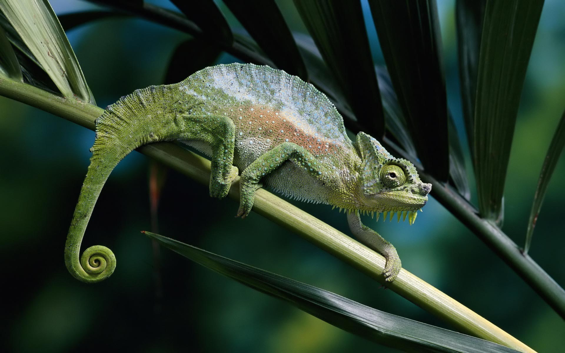 chameleon, brown, 1080P, lizard, close, green, panther chameleon, panther, white, leaves, stem, nature, close up, HD Wallpaper