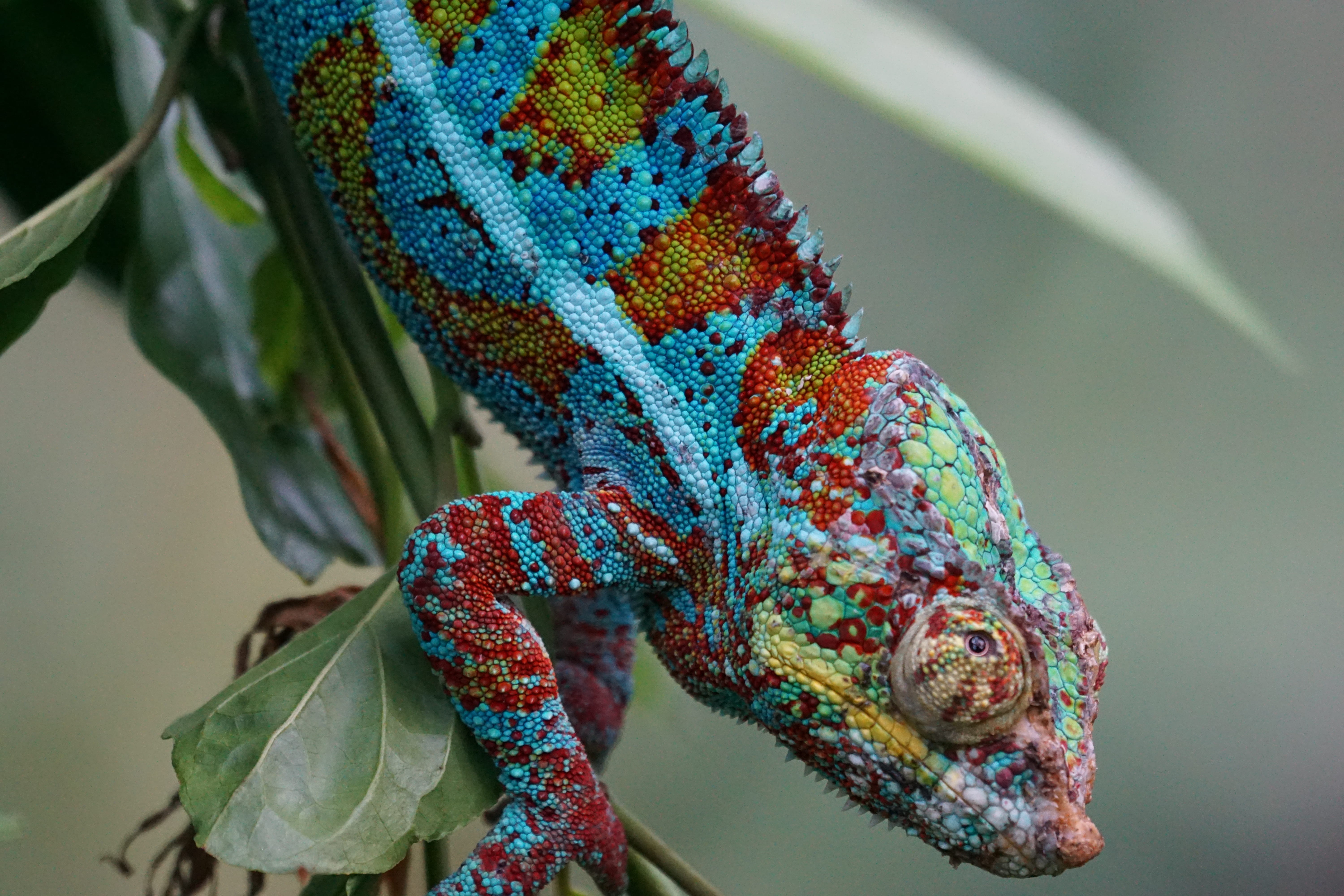 multi colored, nature, animal wildlife, blue, beauty in nature, one animal, animals, animals in the wild, cameleon, chameleon, plant, 5K, schuppenkriechtier, HD Wallpaper
