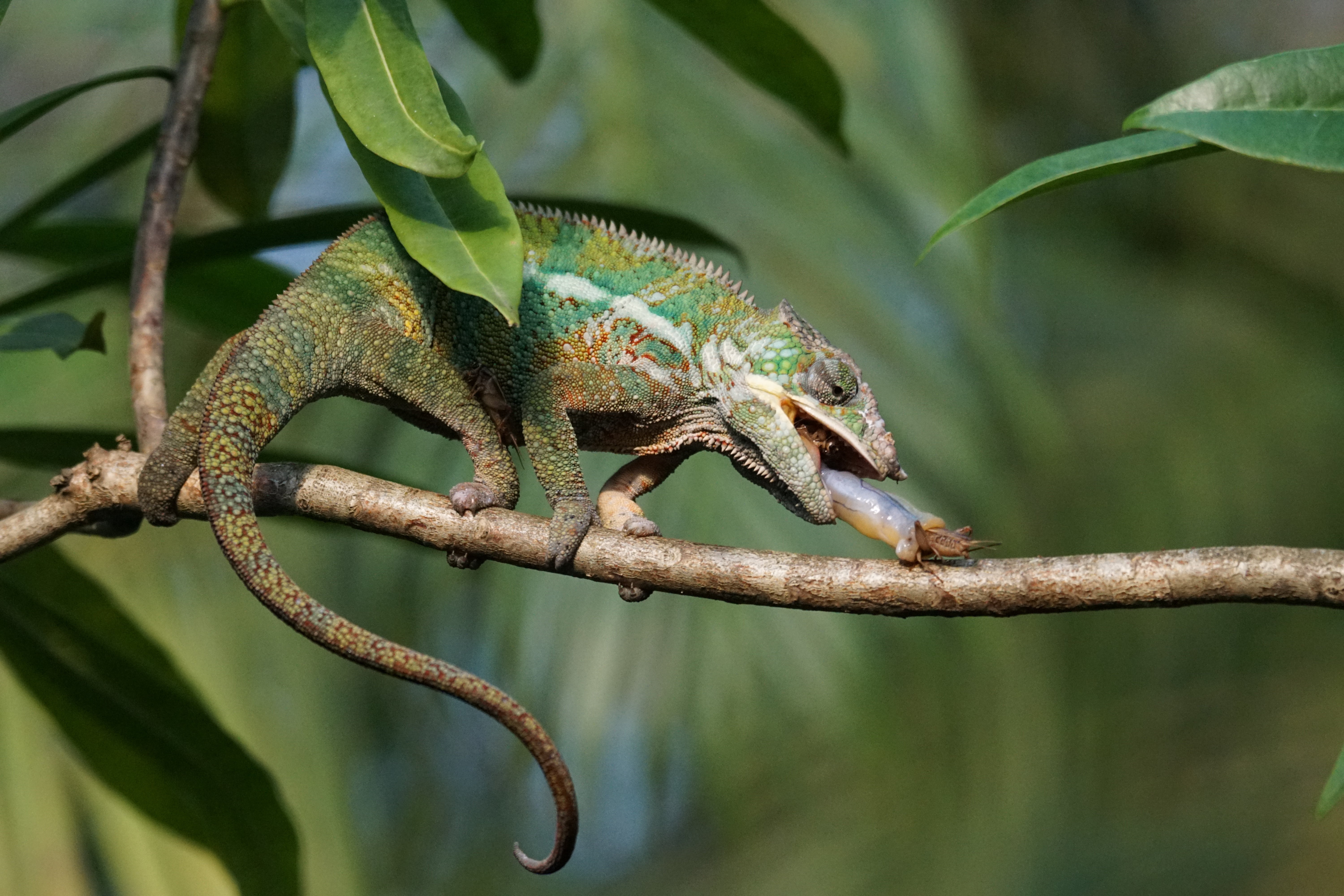 branch, close-up, nature, animal, animal scale, food, animal themes, leaf, vertebrate, green color, reptile, plant, acheta domestica, chameleon, one animal, HD Wallpaper