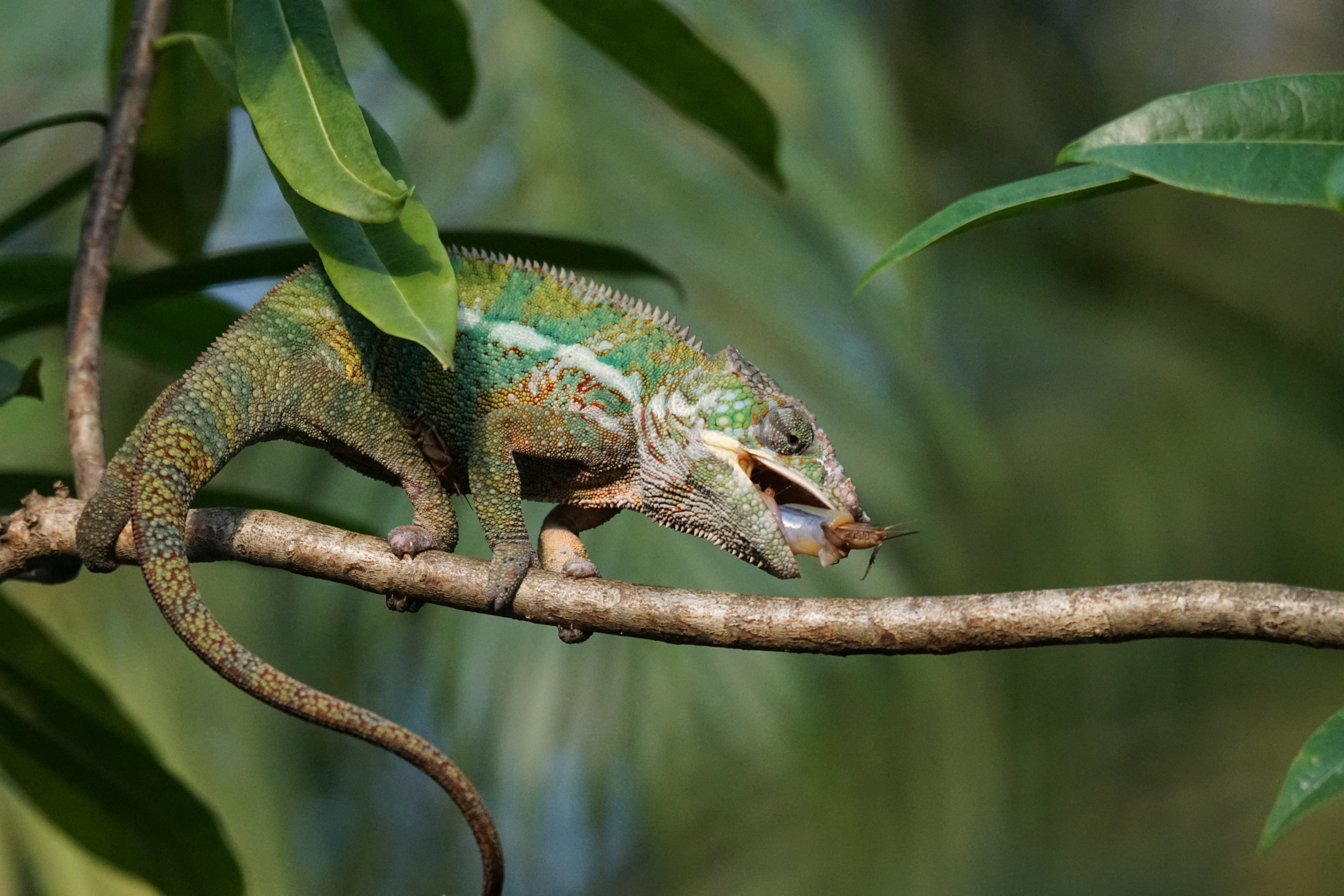 vertebrate, outdoors, reptile, lizard, 5K, close-up, plant, animals in the wild, food, animal wildlife, eat, green color, animal, focus on foreground, HD Wallpaper