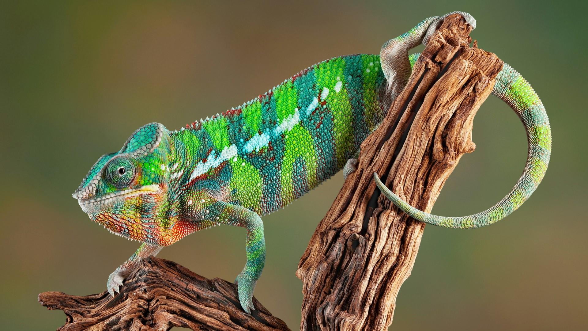 one animal, lizard, scaled reptile, animal, day, macro photography, iguana, close-up, wood - material, vertebrate, no people, animal themes, outdoors, branch, HD Wallpaper