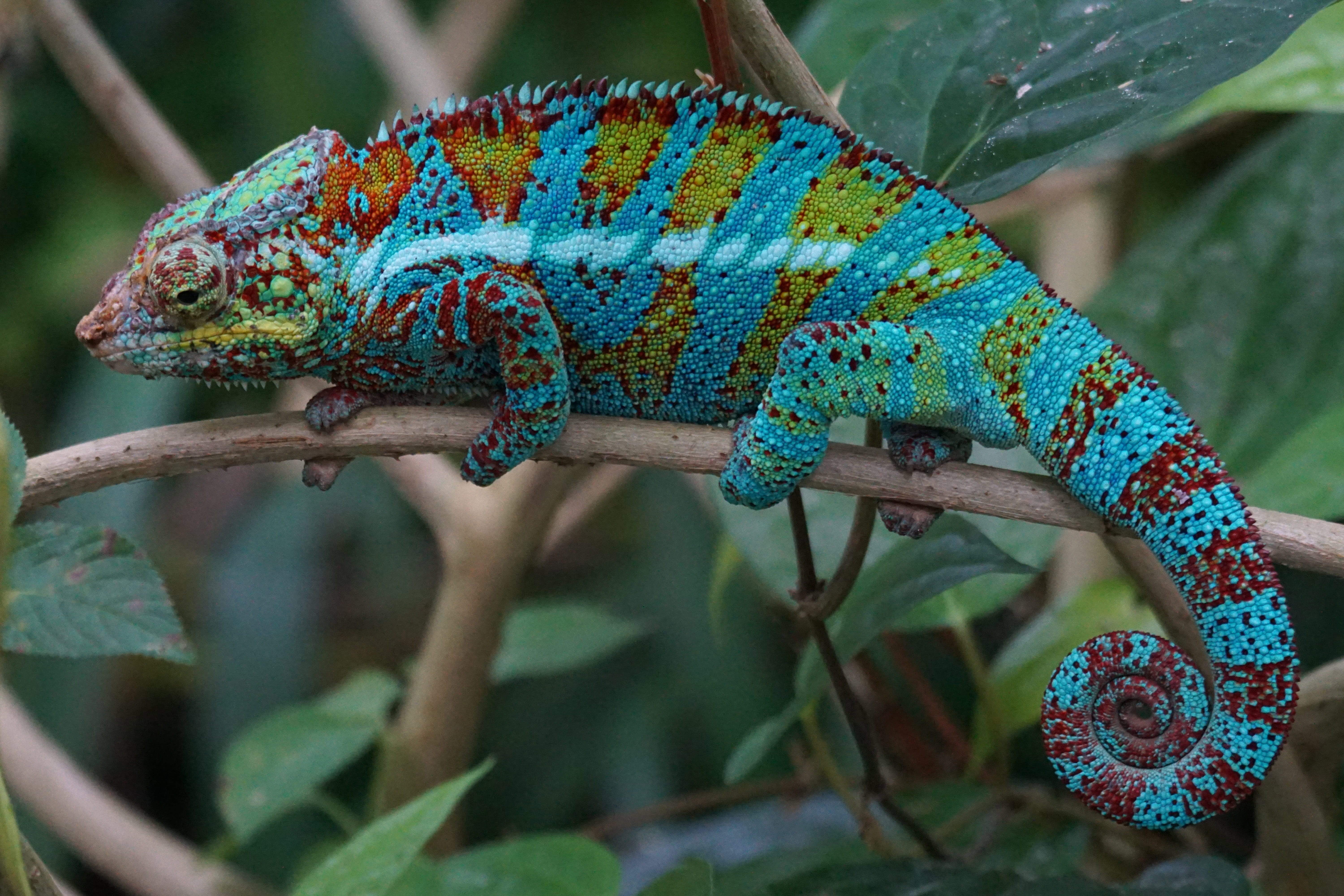reptile, animal wildlife, vertebrate, tree, panther chameleon, rainforest, lizard, branch, close-up, 5K, outdoors, schuppenkriechtier, no people, coastal lowland, HD Wallpaper